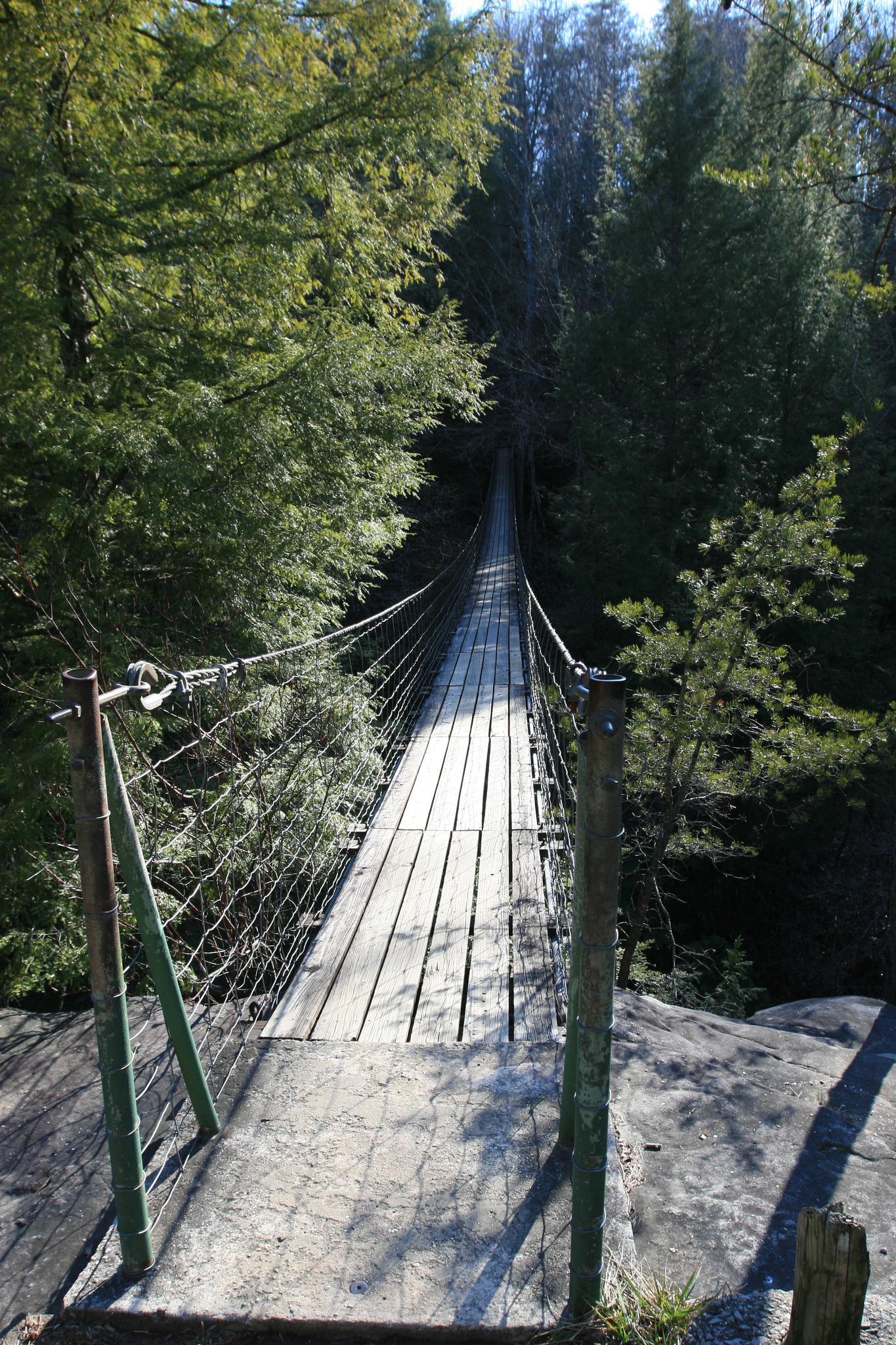 A long wooden suspension bridge extends through a sunlit evergreen forest.