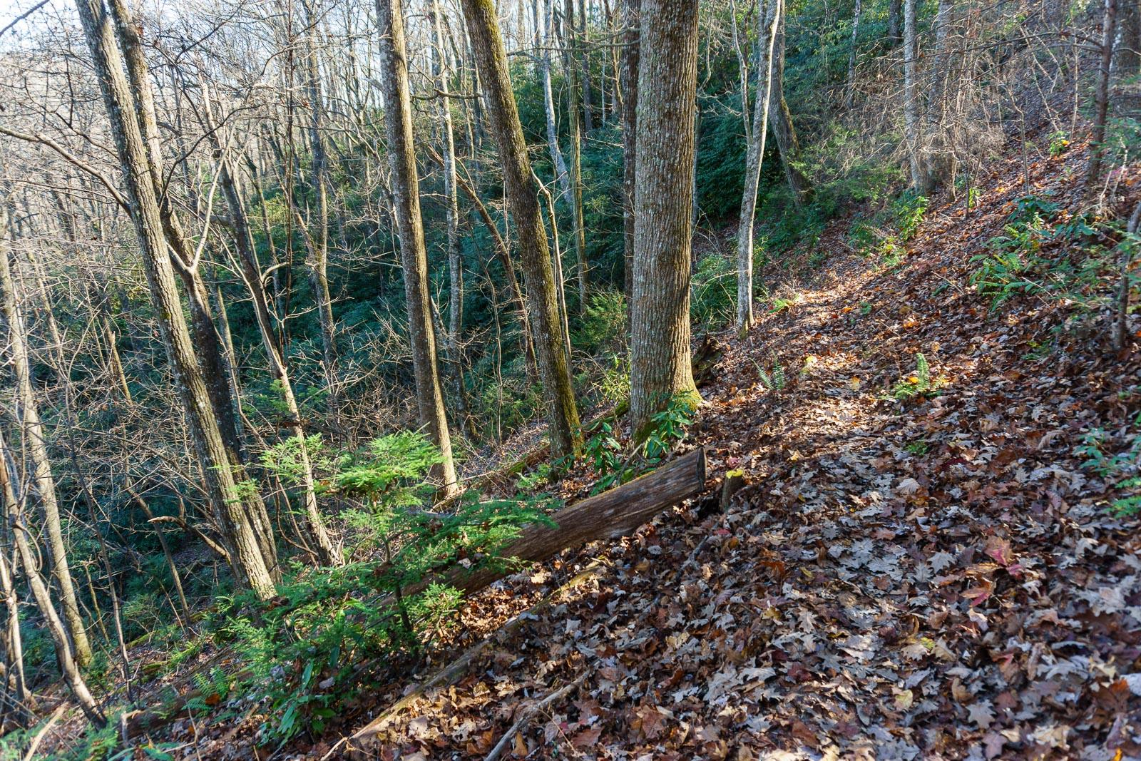 A steep, sun-dappled forest hillside covered in bare trees and fallen leaves.