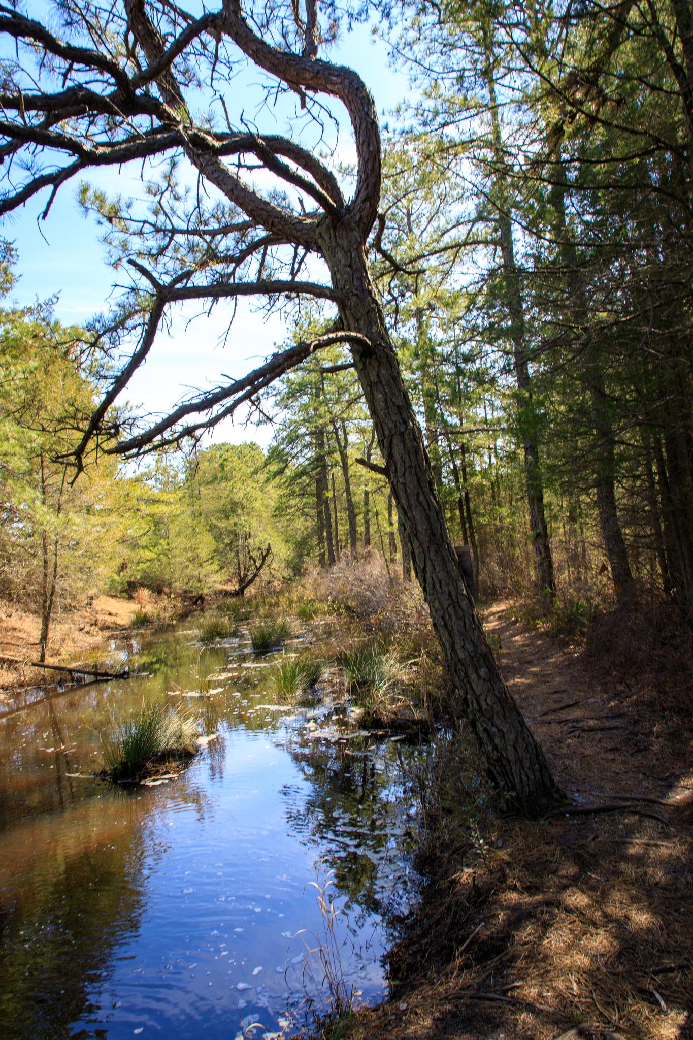 Leaning tree over a narrow stream in a sunlit forest.