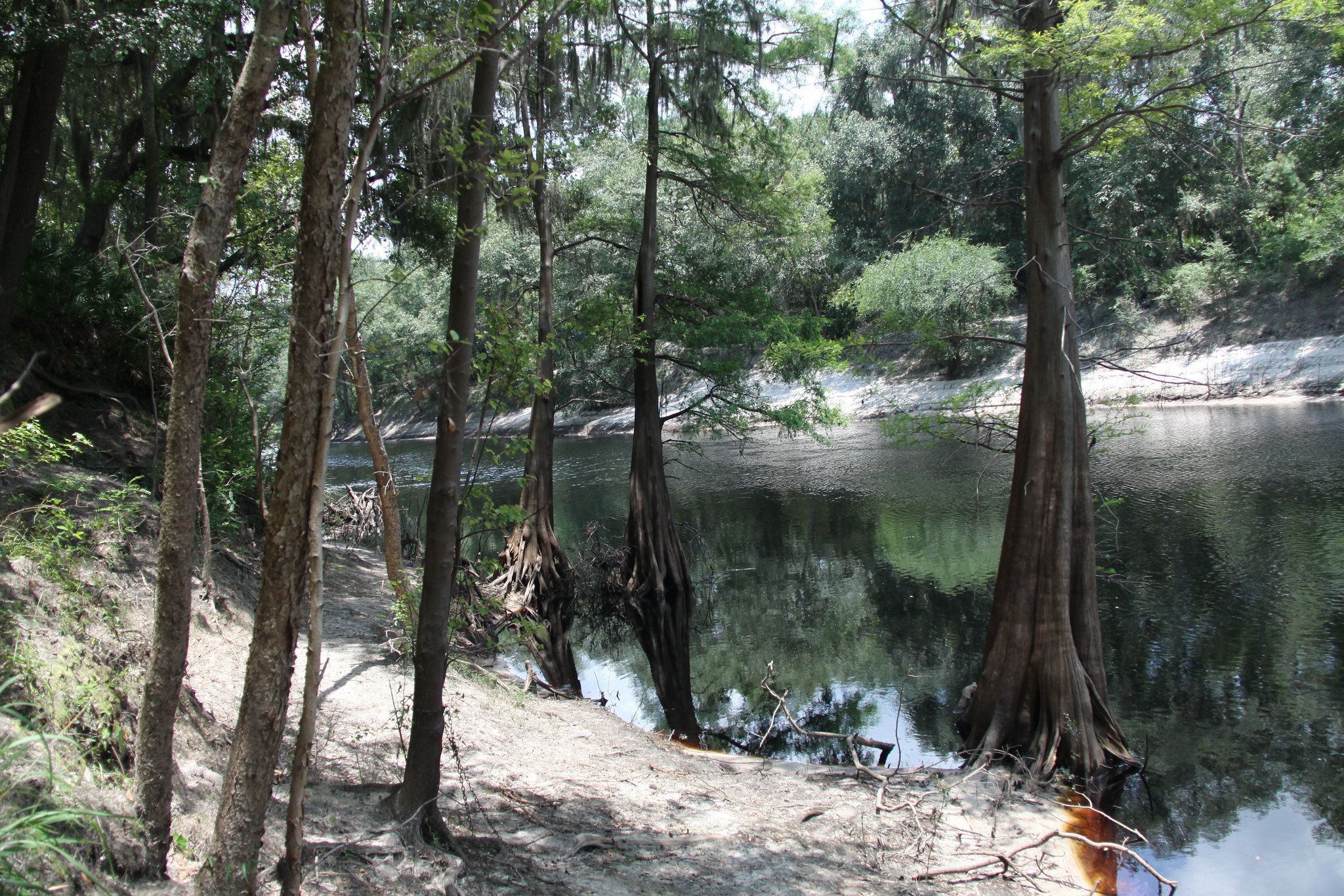 Cypress trees line a calm riverbank under dappled sunlight. - Stephen Foster Folk Culture Center State Park Loop