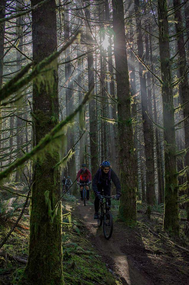 Mountain bikers on a sun-dappled forest trail among tall, mossy trees.