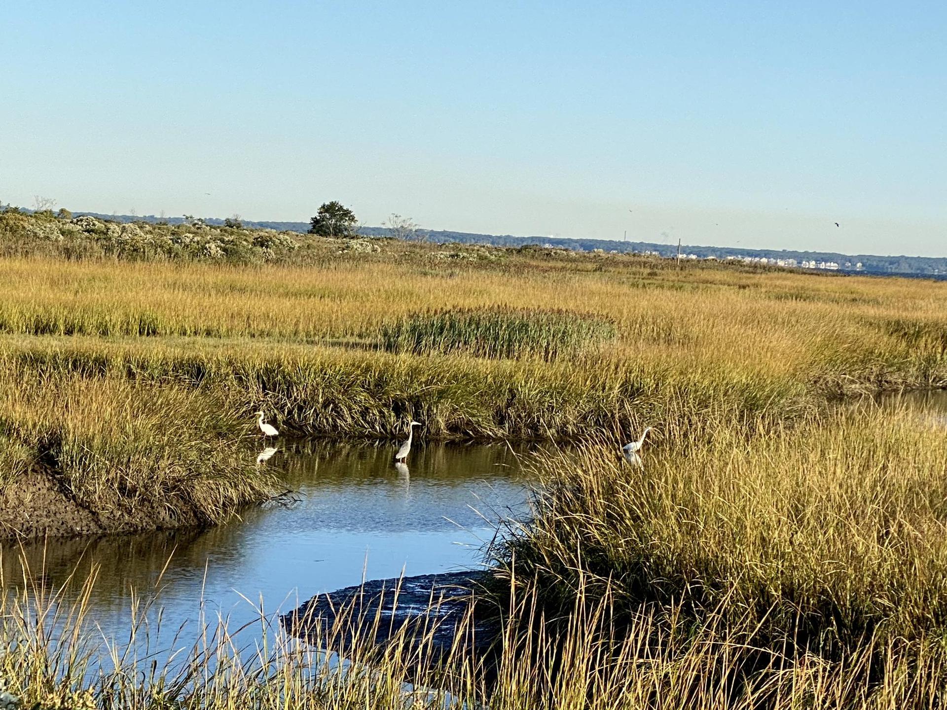 Three white birds in a winding creek within golden marshland under a clear sky.