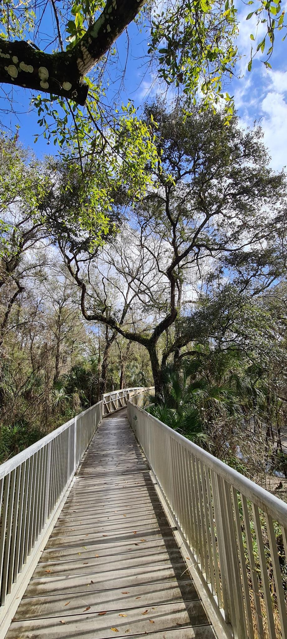 A sunny wooden boardwalk winds through a lush forest under a blue sky.