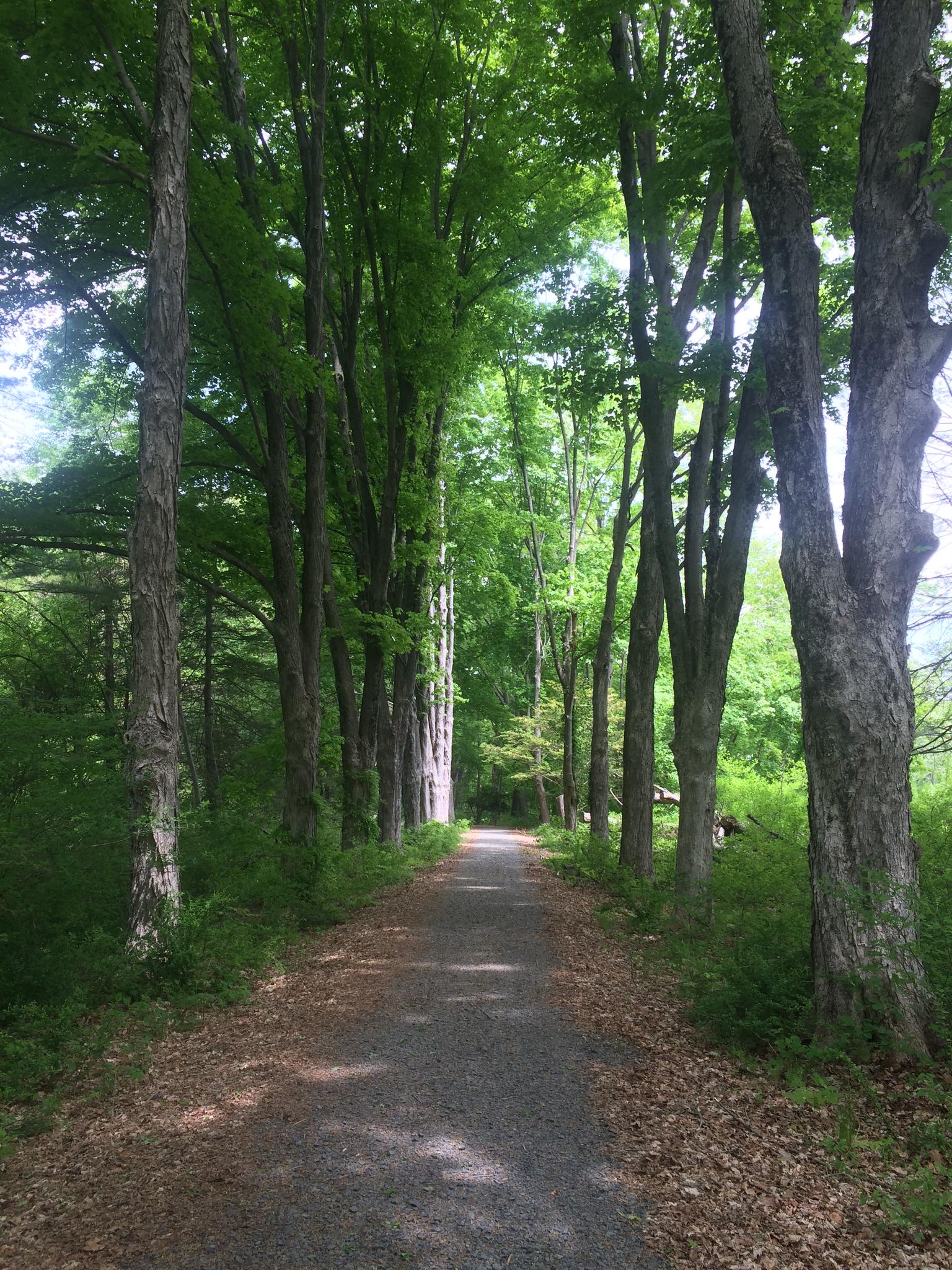 A gravel path winds through a dense forest with tall green trees.
