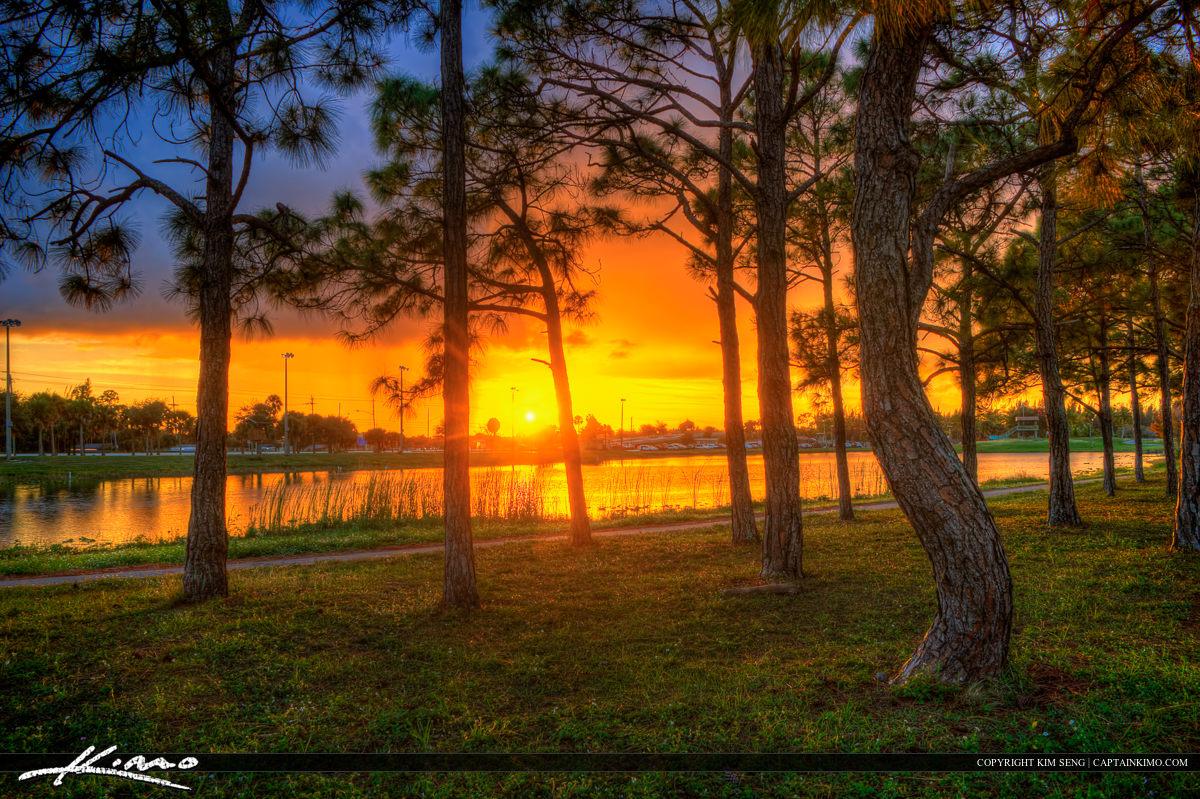 Golden sunset over a lake, viewed through silhouetted trees.