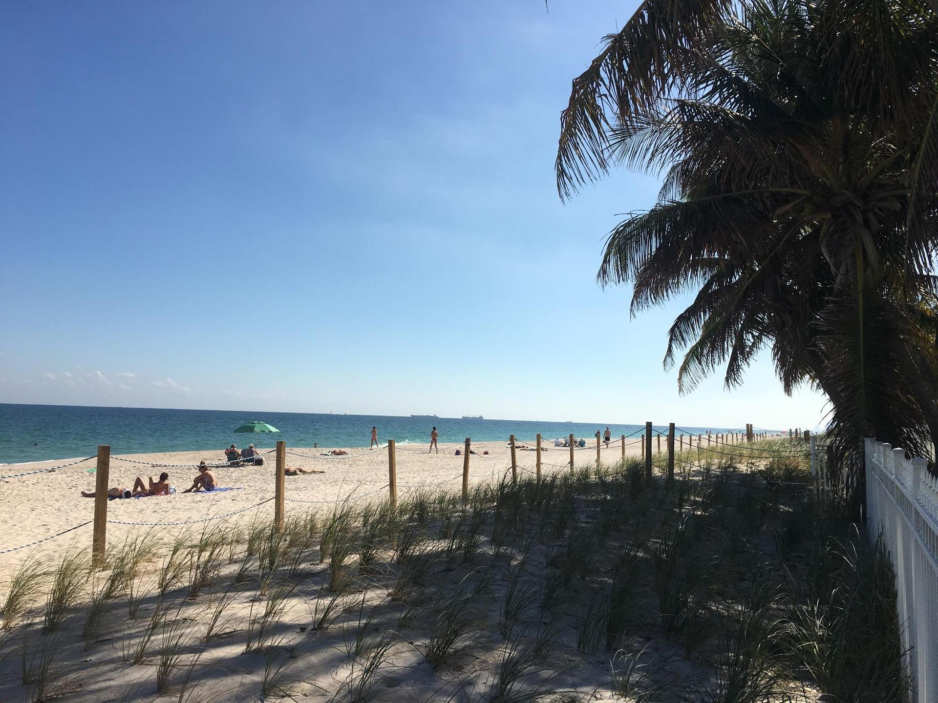 Sunny beach with people relaxing, ocean, and a palm tree in the foreground.