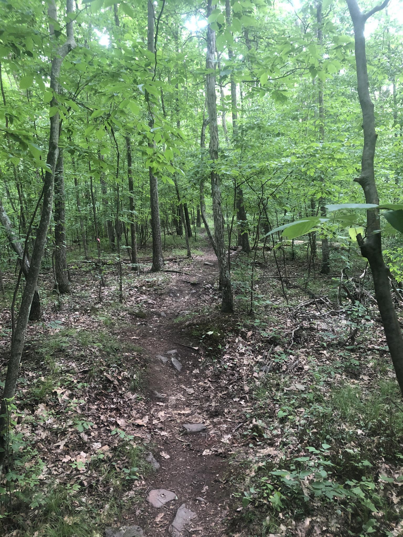 A rocky dirt path leads into a dense, bright green forest.