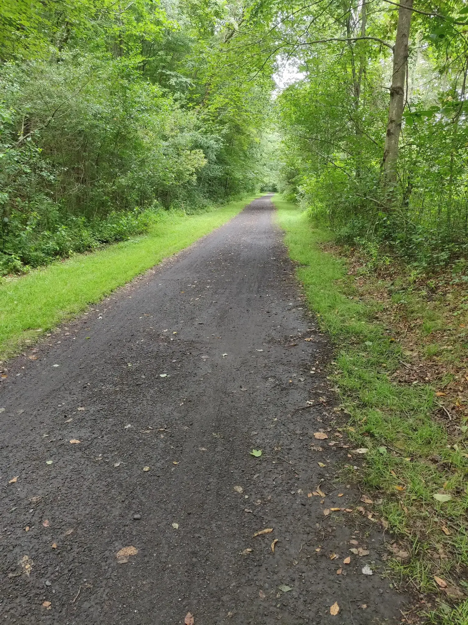 A straight, dark dirt path winds through a tunnel of green summer trees.