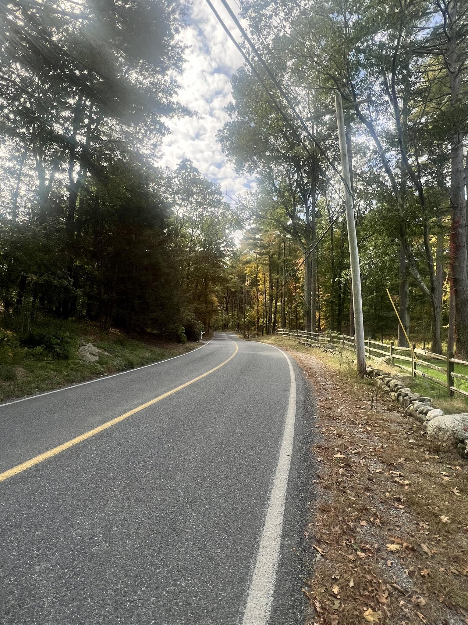 A paved road curves through a sun-dappled forest with tall trees.