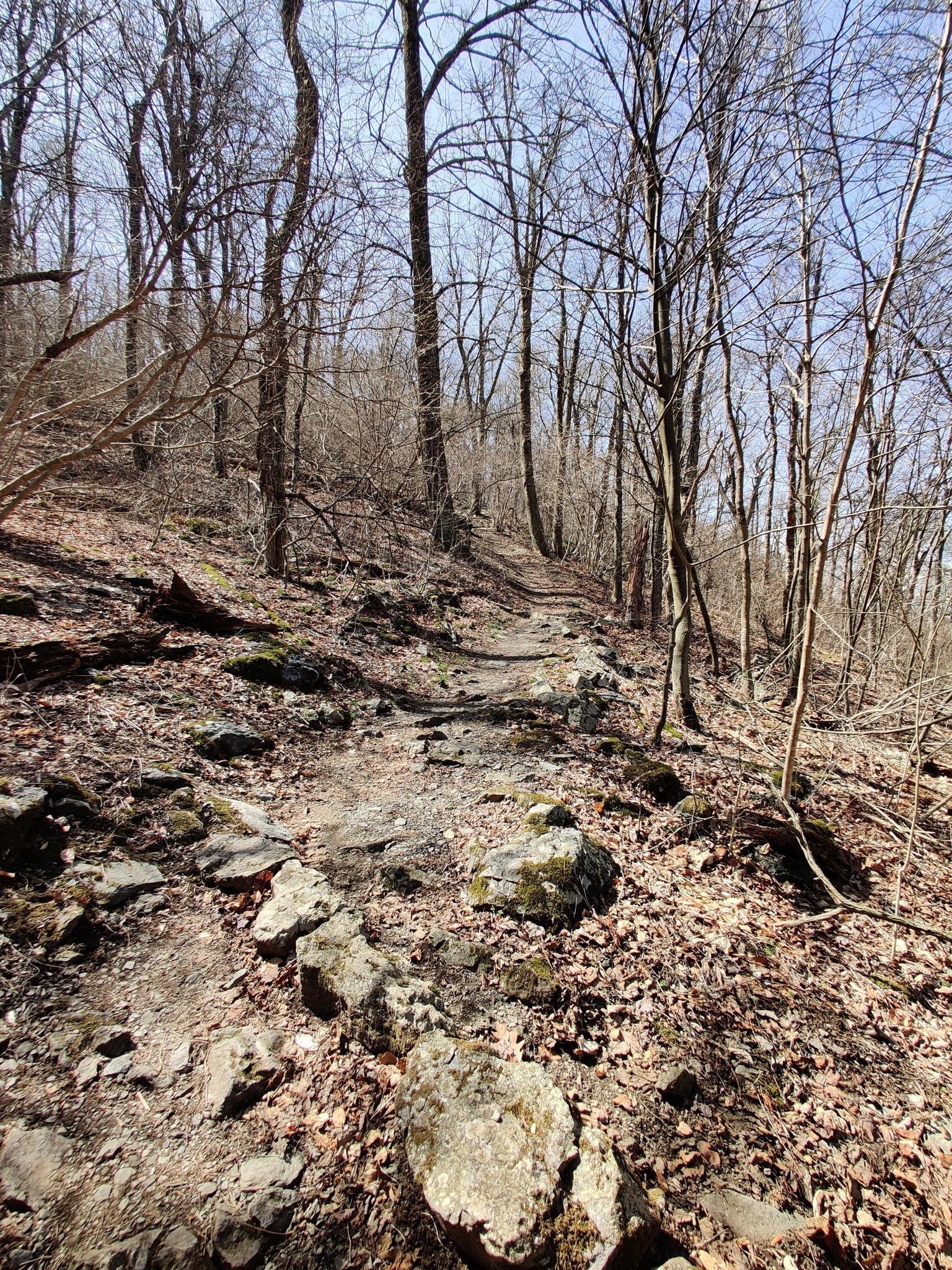 Rocky dirt path winding through a bare forest on a sunny day.