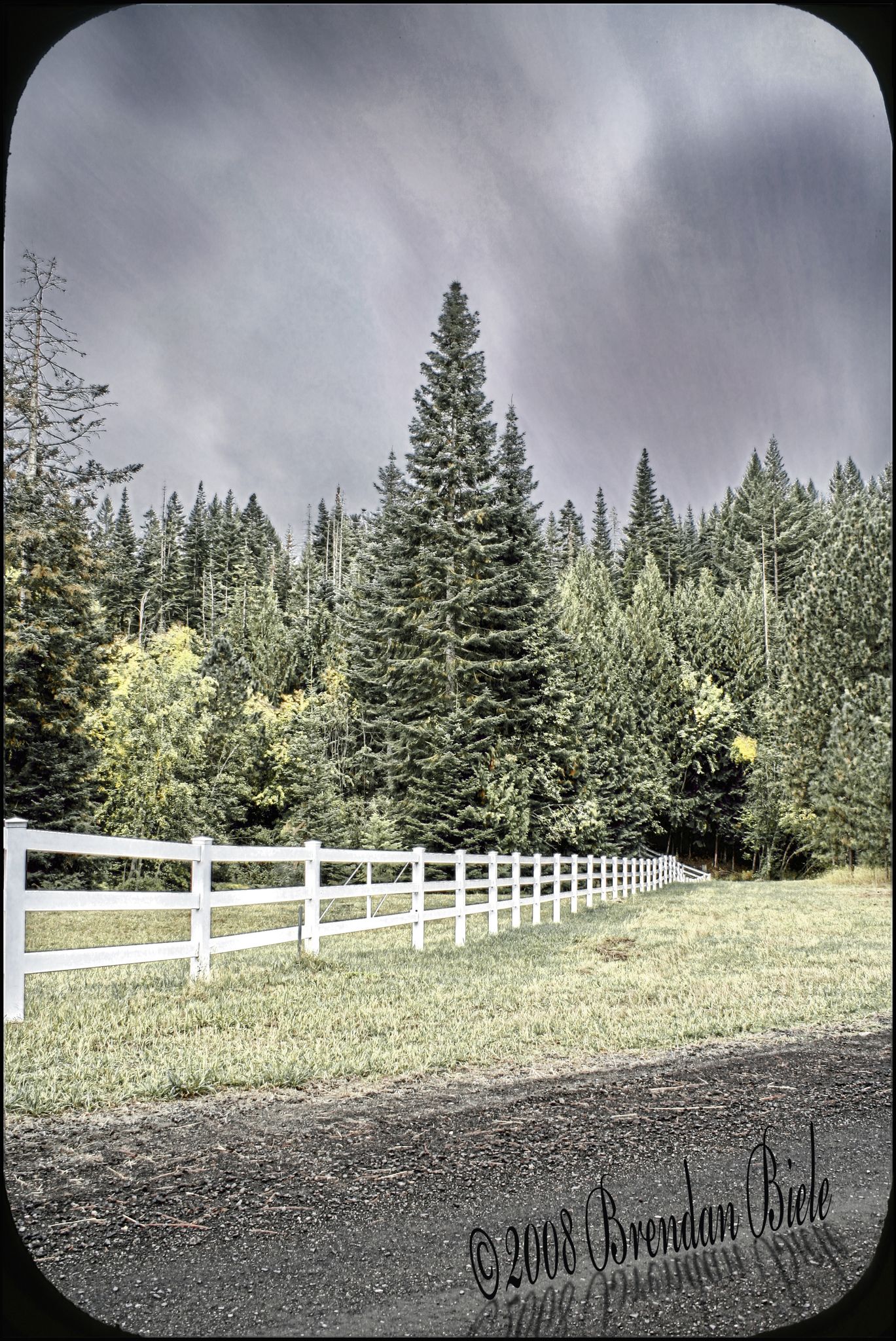 White fence leading into a dense evergreen forest under a cloudy sky. - California Creek Trail