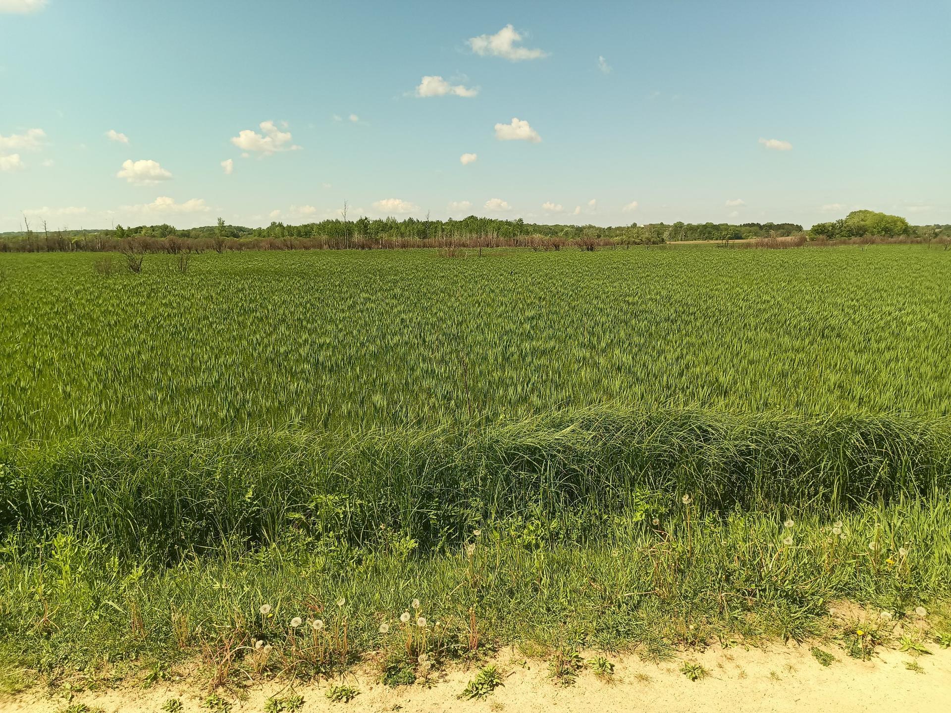 Vast green field with tall grass under a bright blue sky with clouds.