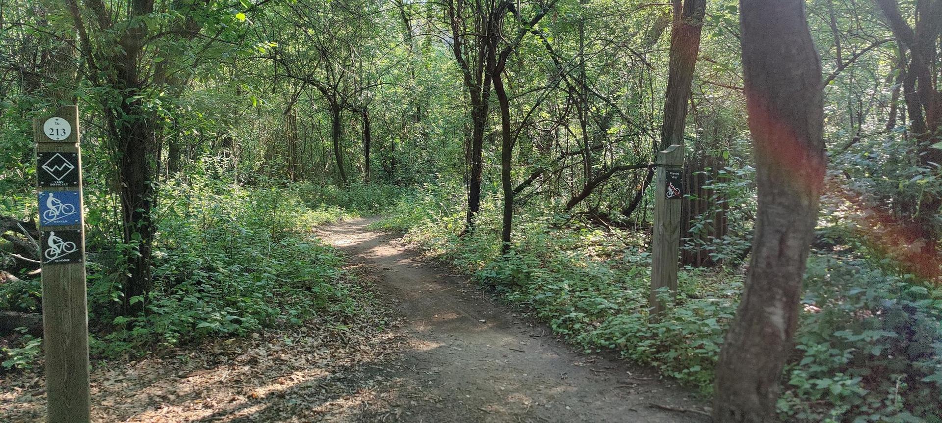 A forest path with trail markers under dappled sunlight.