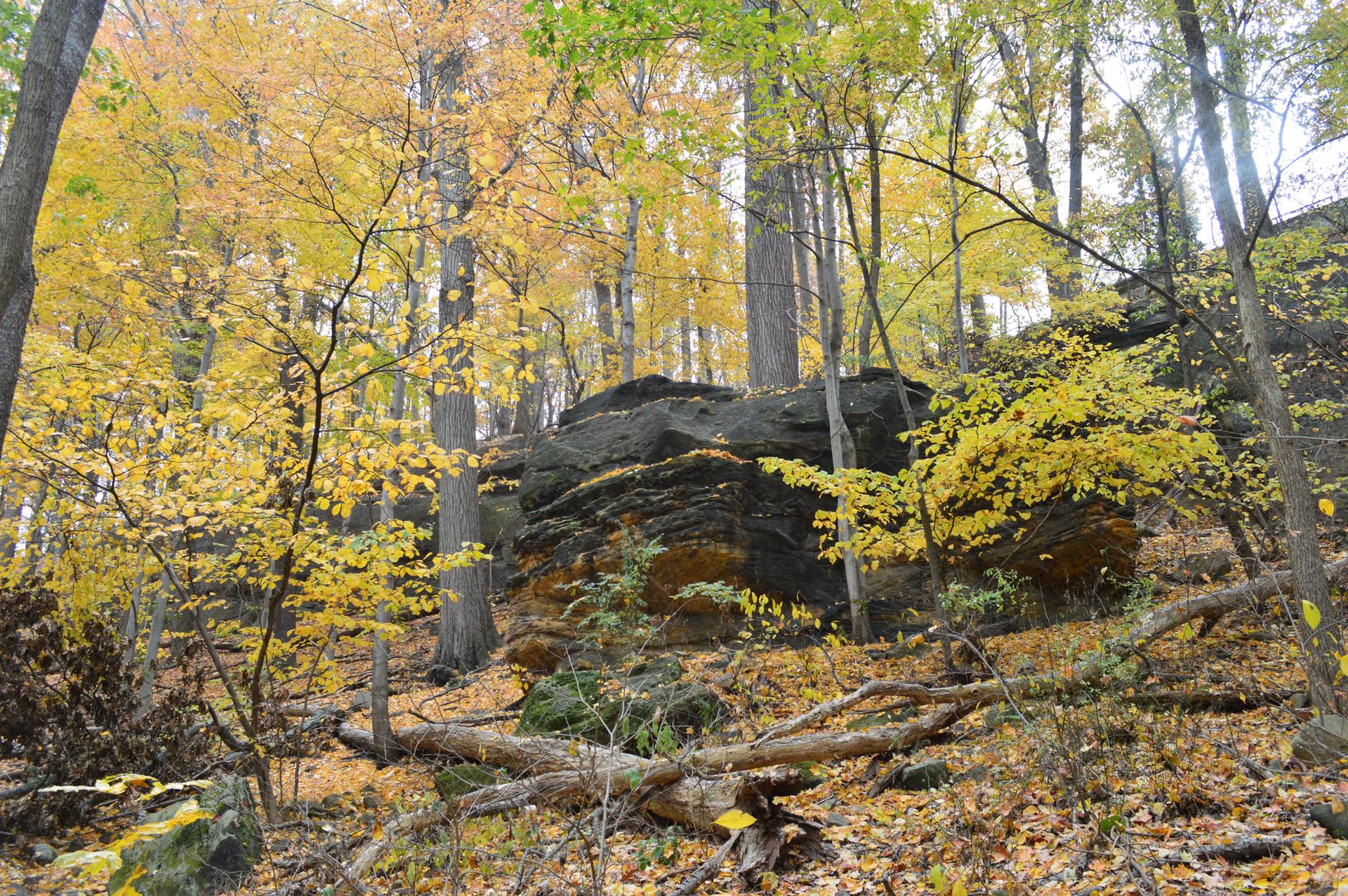 Large rock formations nestled among vibrant yellow autumn trees in a sunlit forest.