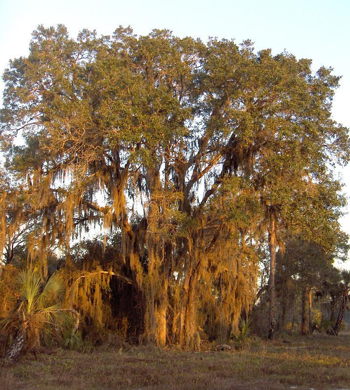 Large tree draped in Spanish moss, bathed in warm golden light.