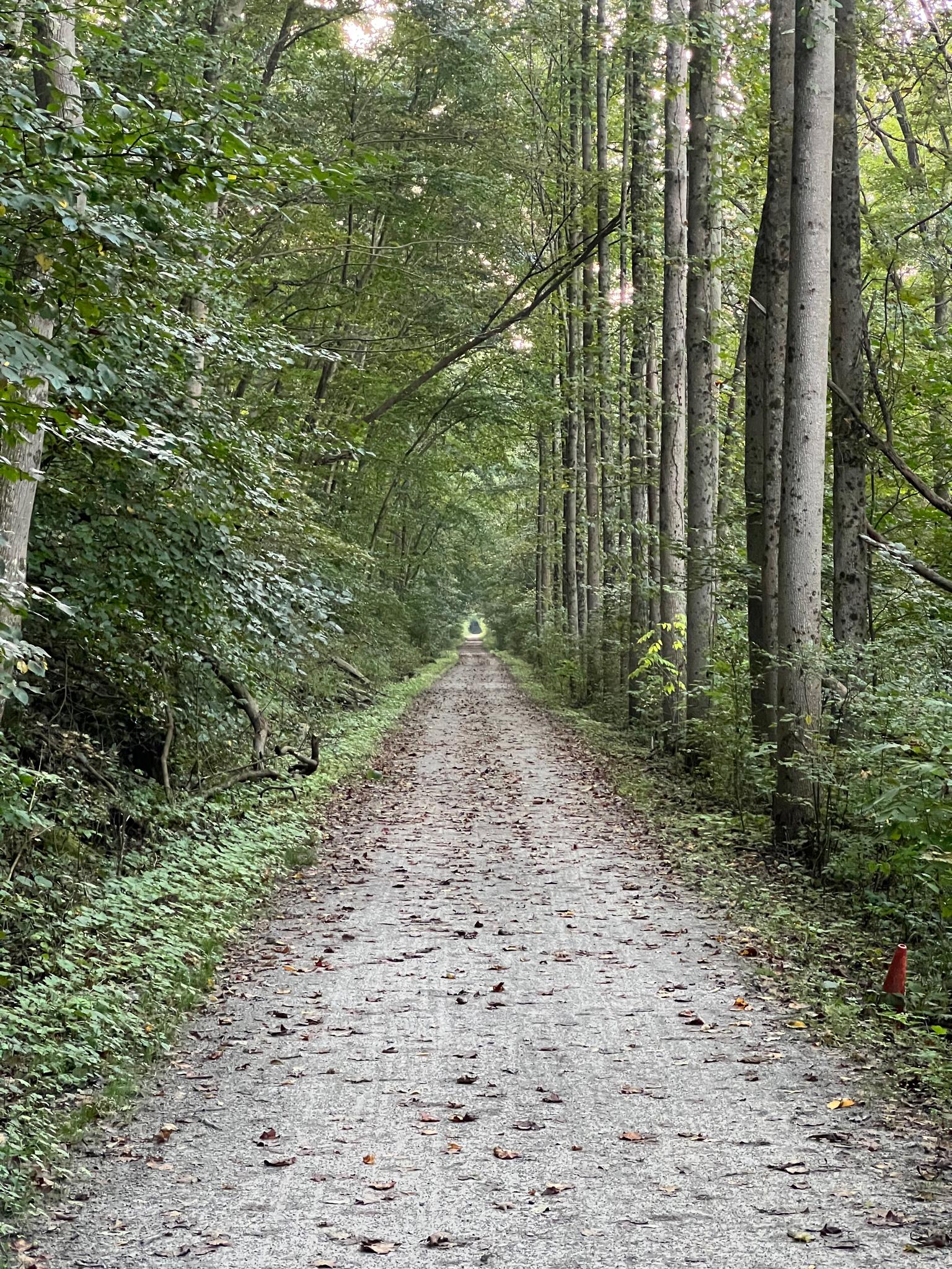 A long, straight dirt path through a dense forest with tall trees.