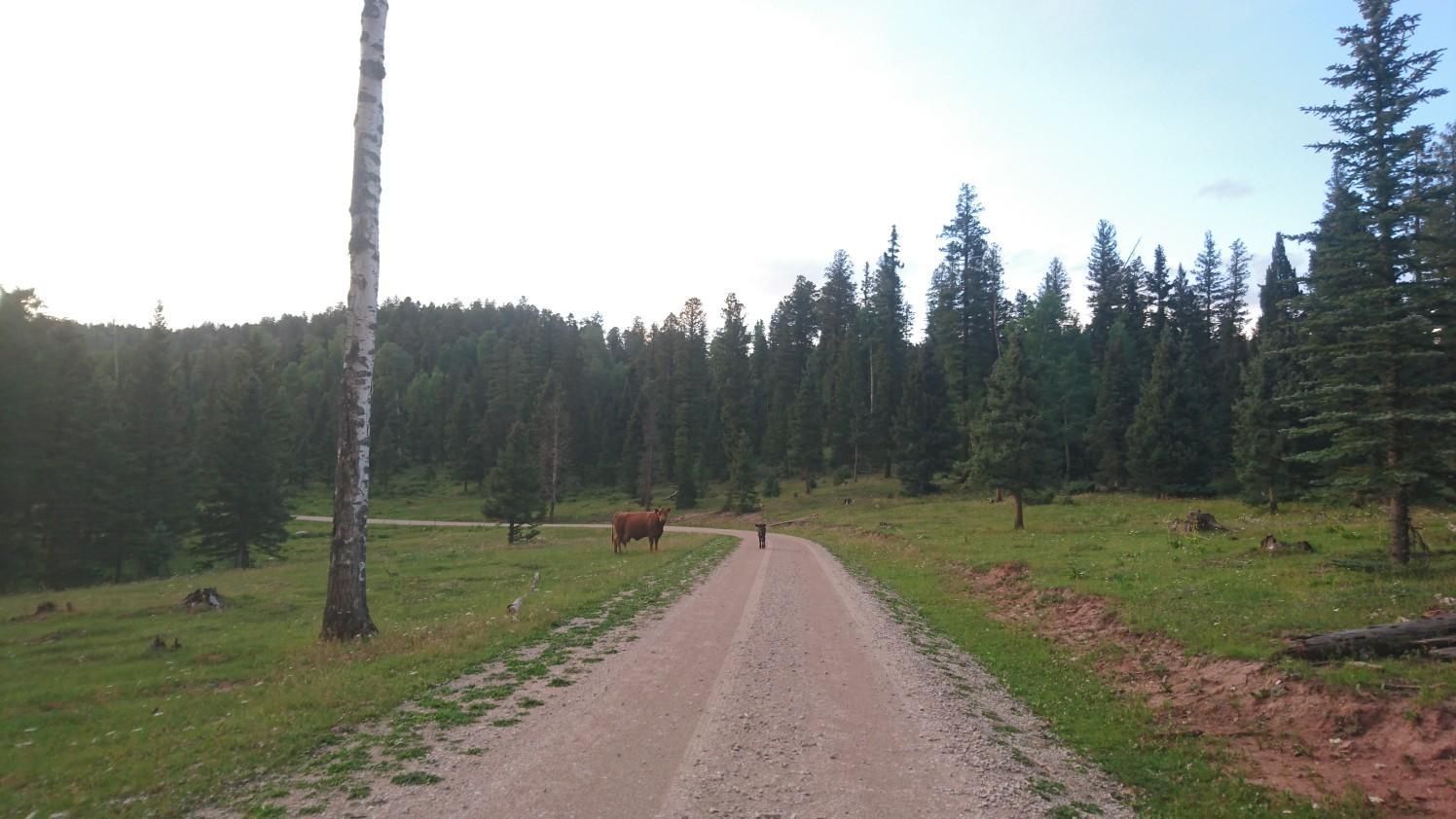 Person walks on a dirt road past a cow in a sunny forest.