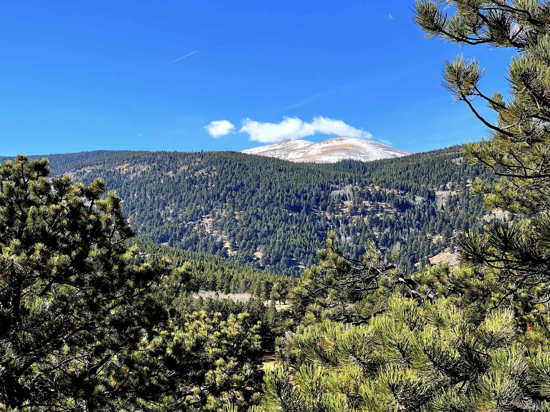 Pine trees frame forested mountains and a distant snow-capped peak on a clear day.