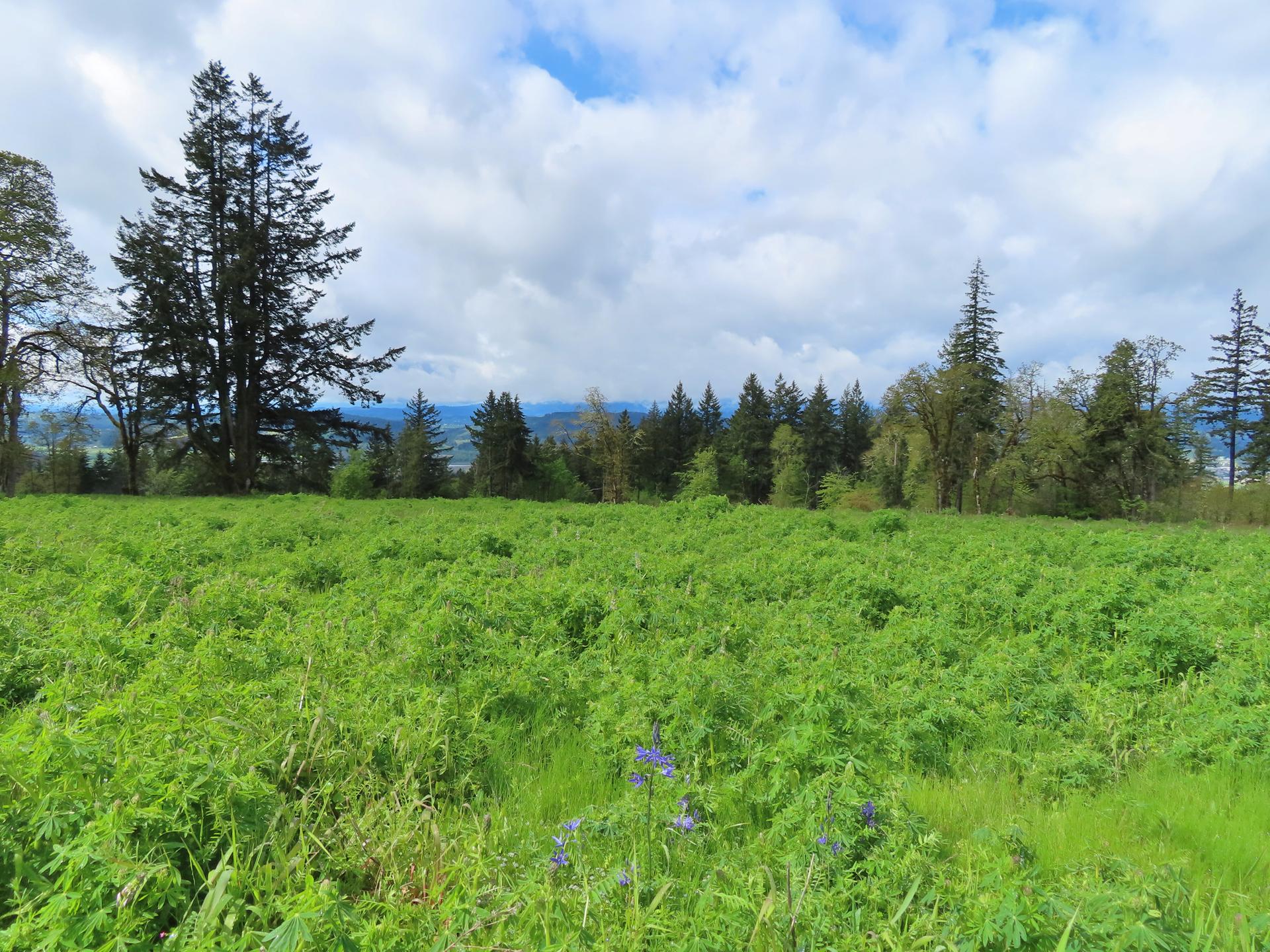 Expansive vibrant green field of ferns under a partly cloudy sky.