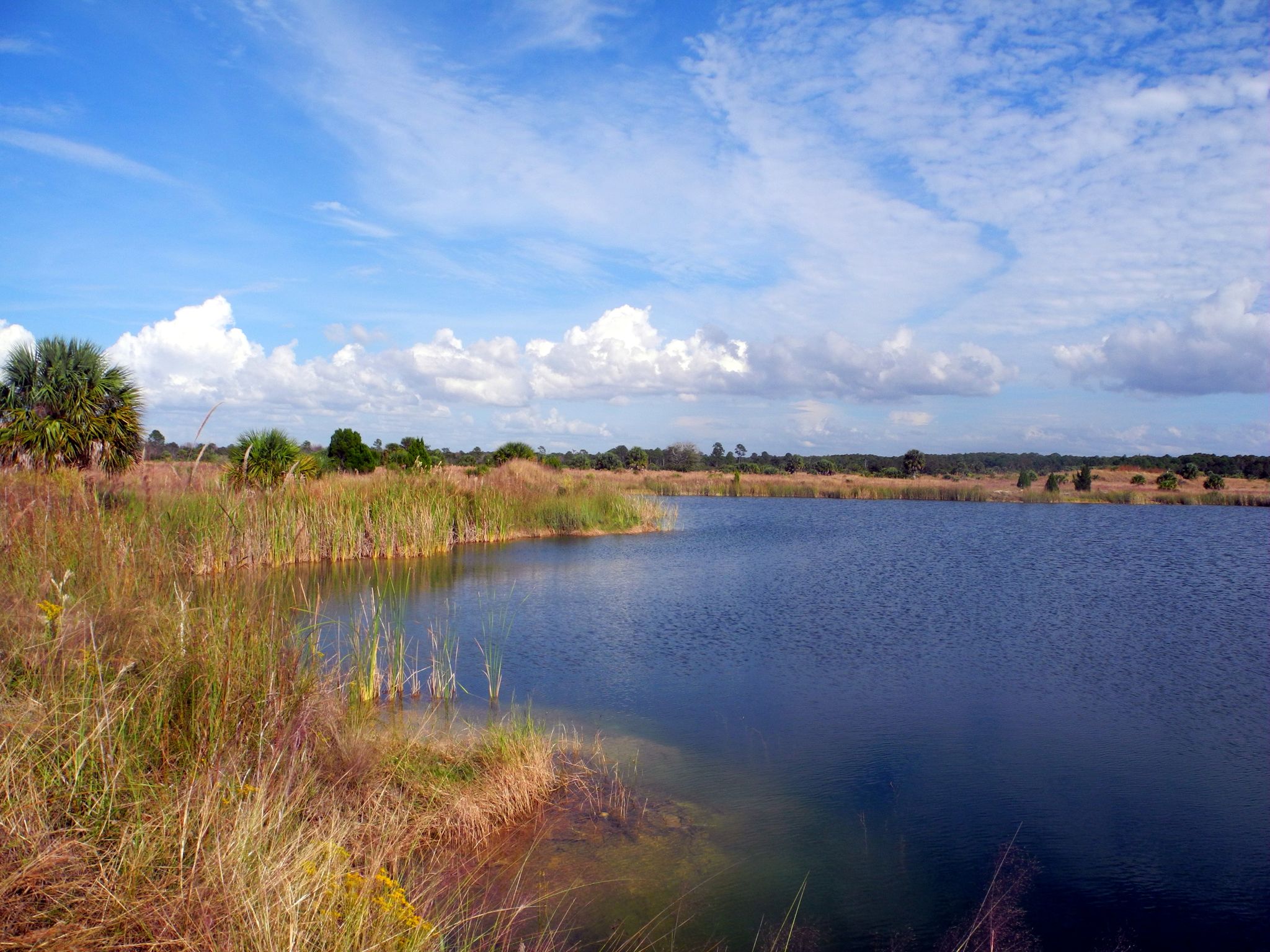 Wide view of a lake with tall grass banks under a bright blue sky. - Weeki Wachee Preserve Trail