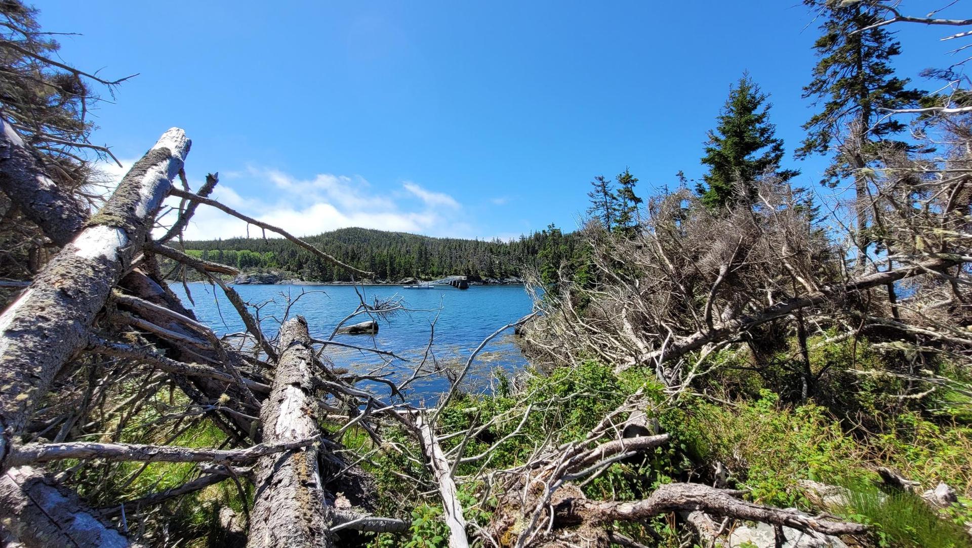 Sunny view of a blue lake framed by fallen trees and green foliage.