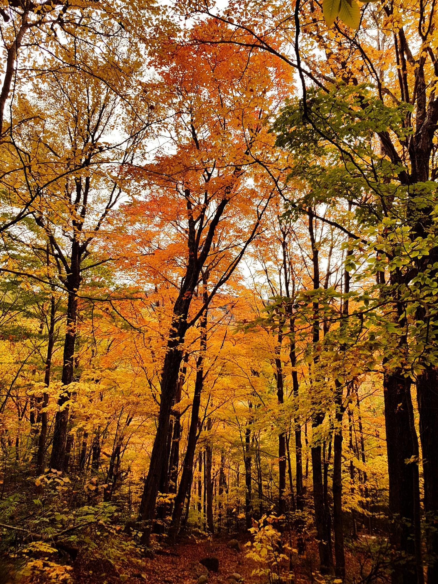 Dense forest with tall trees displaying bright orange and yellow autumn leaves.