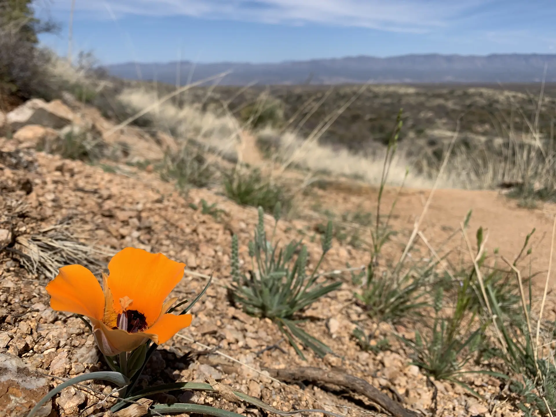 Close-up of an orange poppy with a bee on dry, rocky ground.