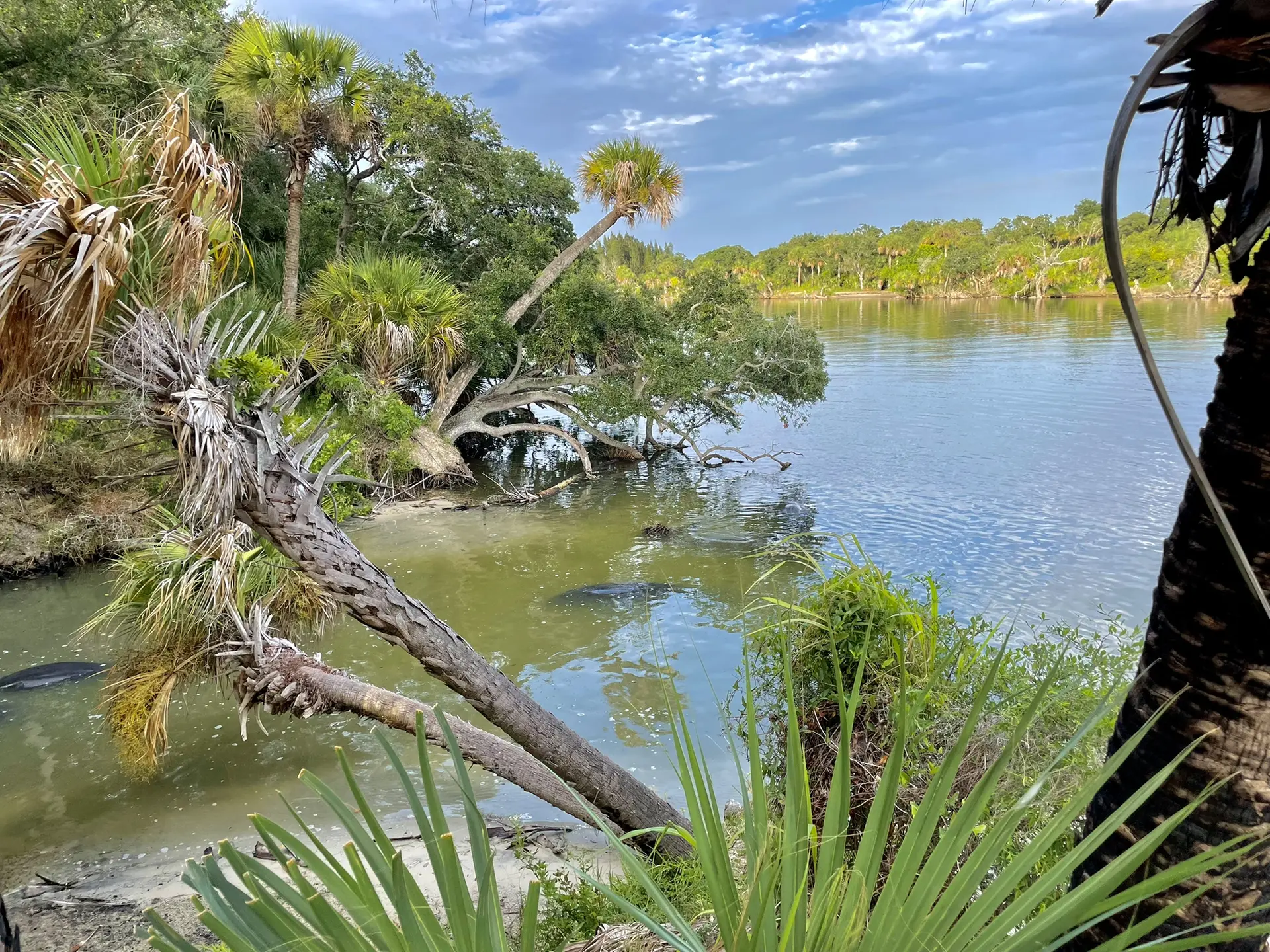 Lush tropical river scene with palm trees and leaning trees over calm water.
