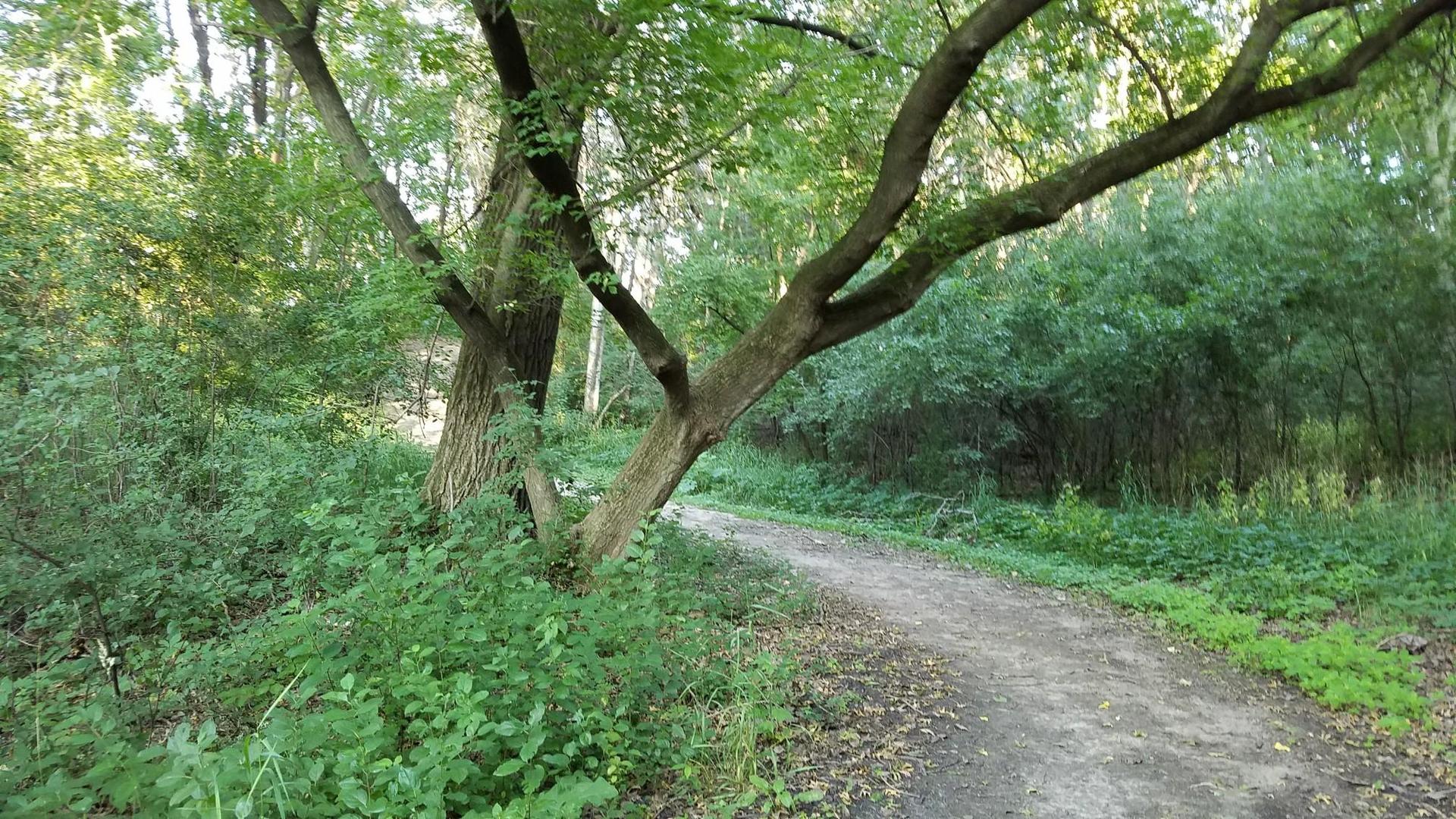 Shady dirt path winding through a dense green forest with large trees.