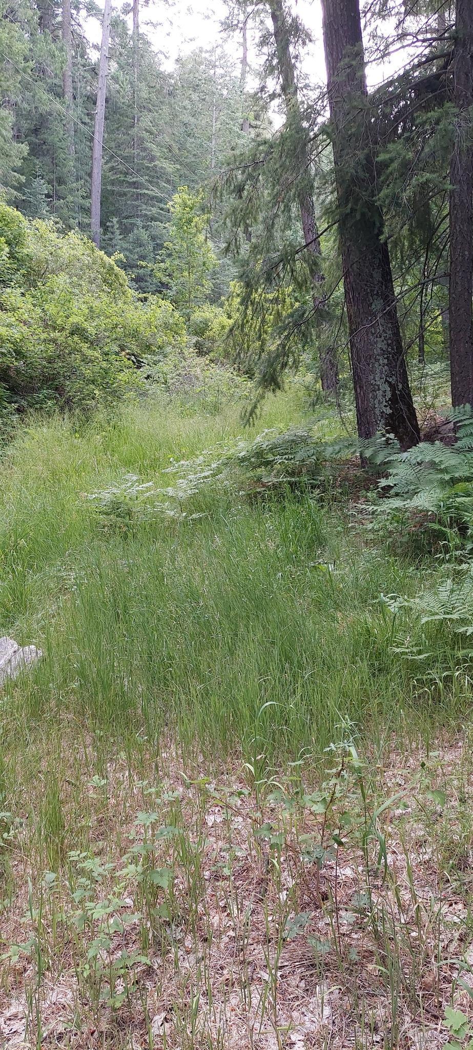 Tall green grass and ferns in a dense forest clearing on an overcast day.