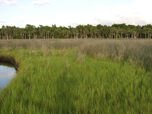 Vast green marshland with a winding creek and distant palm trees.