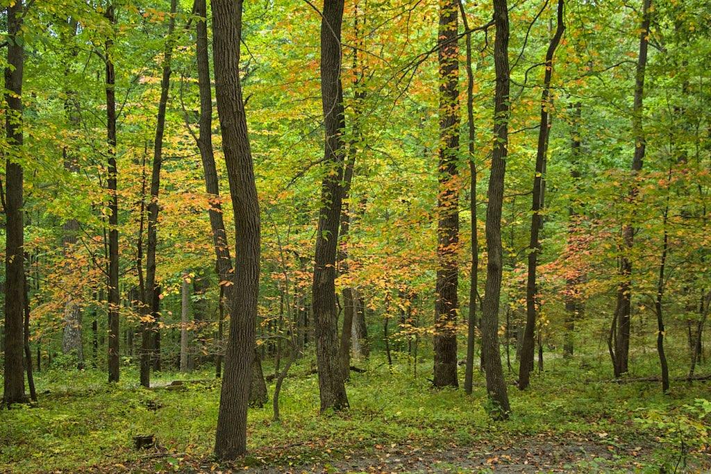 Dense forest with tall trees and colorful autumn foliage under soft light.