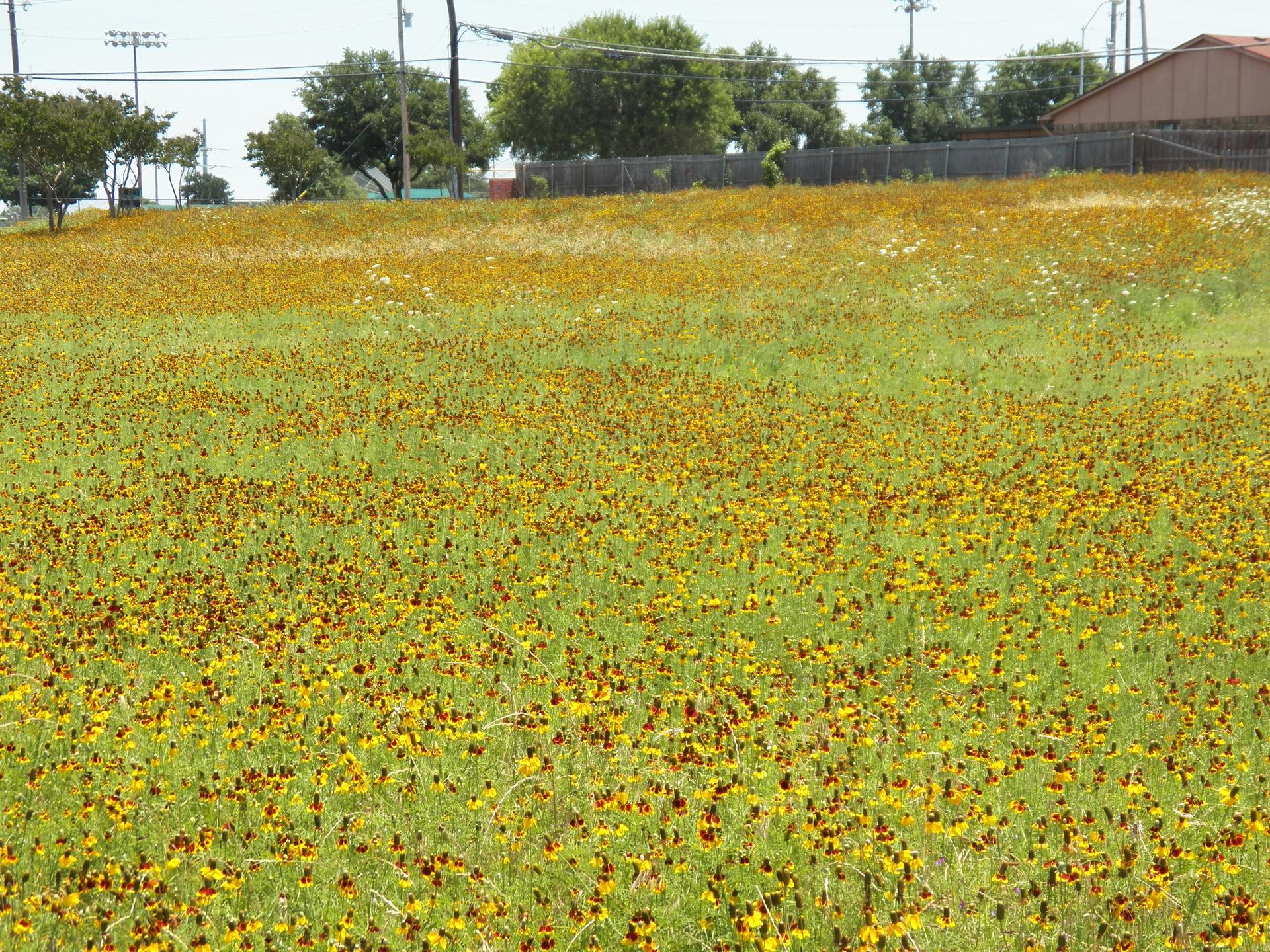 Sunny field covered in small yellow and brown wildflowers under a clear sky.
