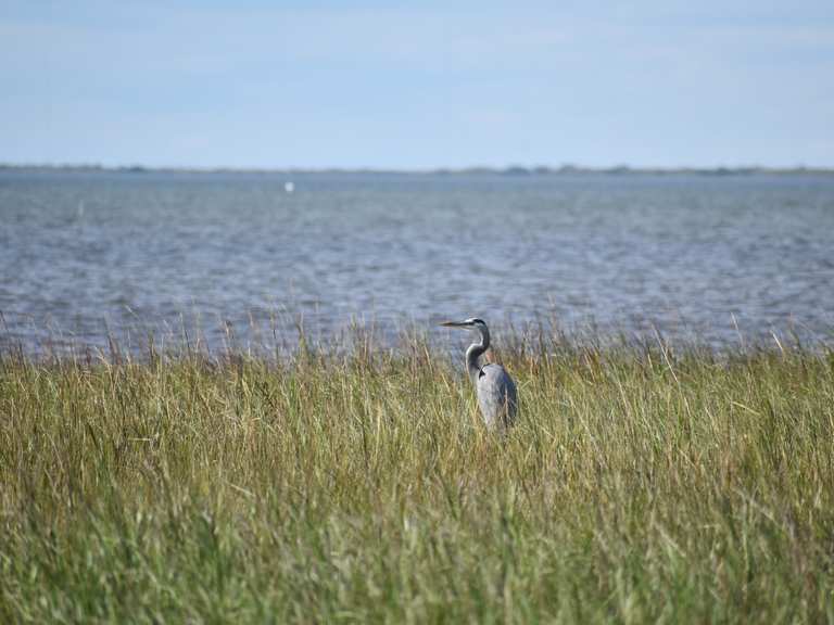 Oak Mott, Eskimo Curlew & Clapper Rail loop — Galveston Island State ...