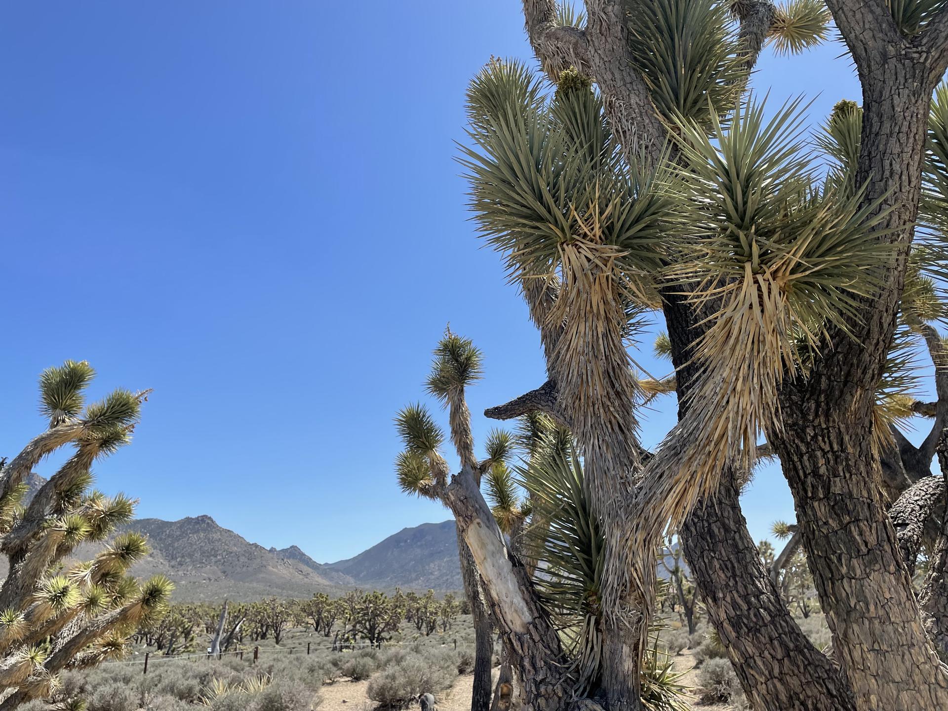 Close-up of Joshua tree branches with a desert landscape and mountains under a blue sky.
