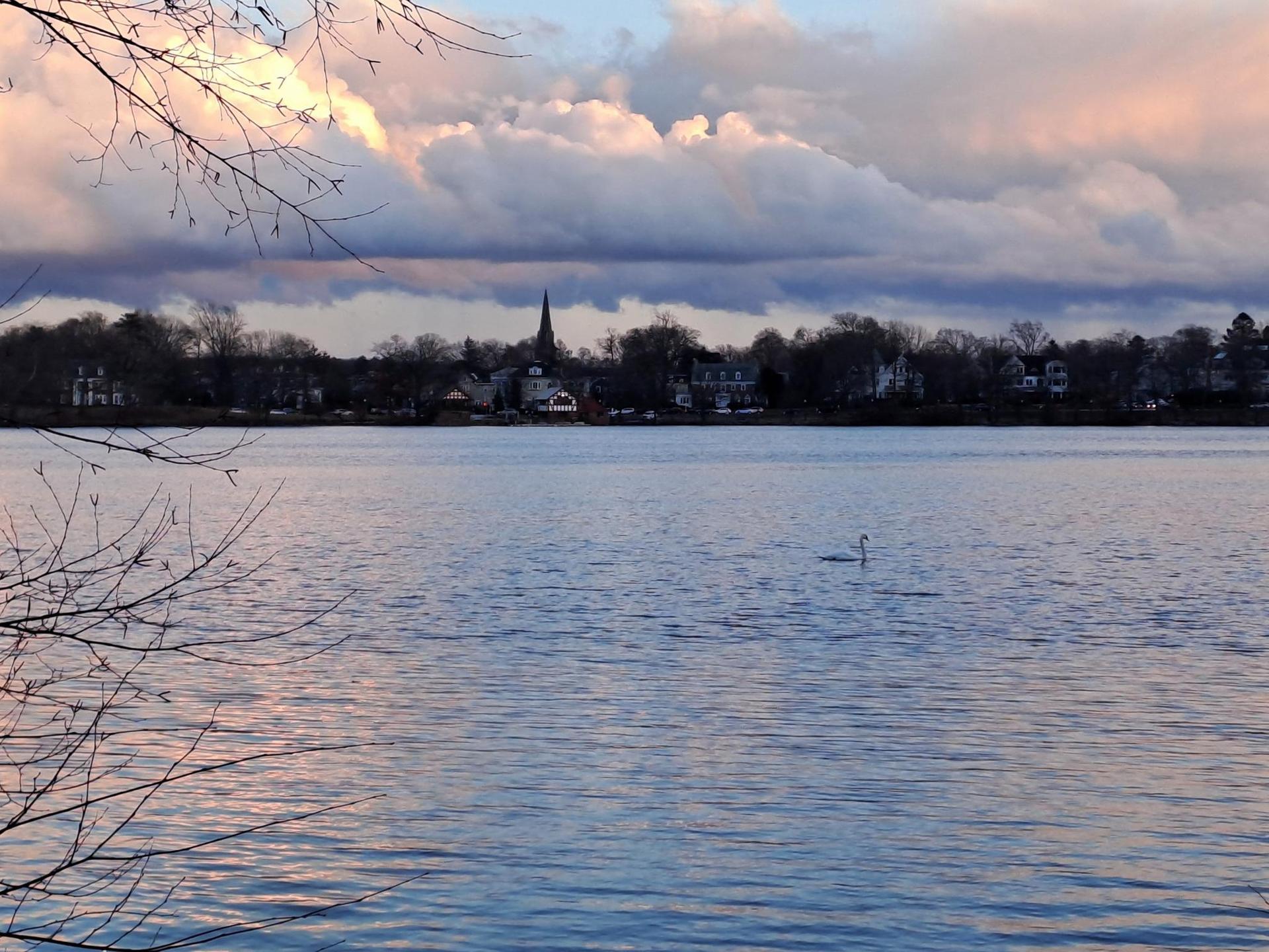 A swan swims on a lake with a distant town and dramatic sky.