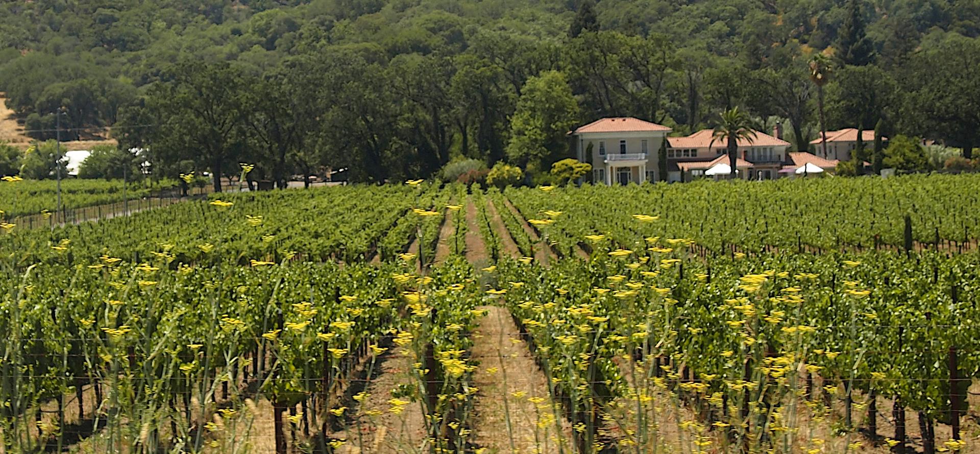 Bright vineyard with rows of green grapevines, yellow flowers, and a distant house.