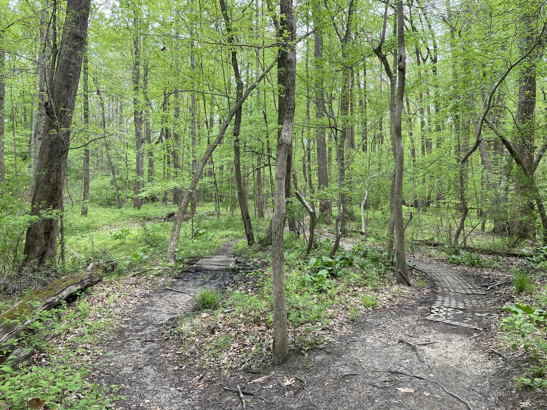 A fork in a dirt path with two wooden boardwalks in a green forest.