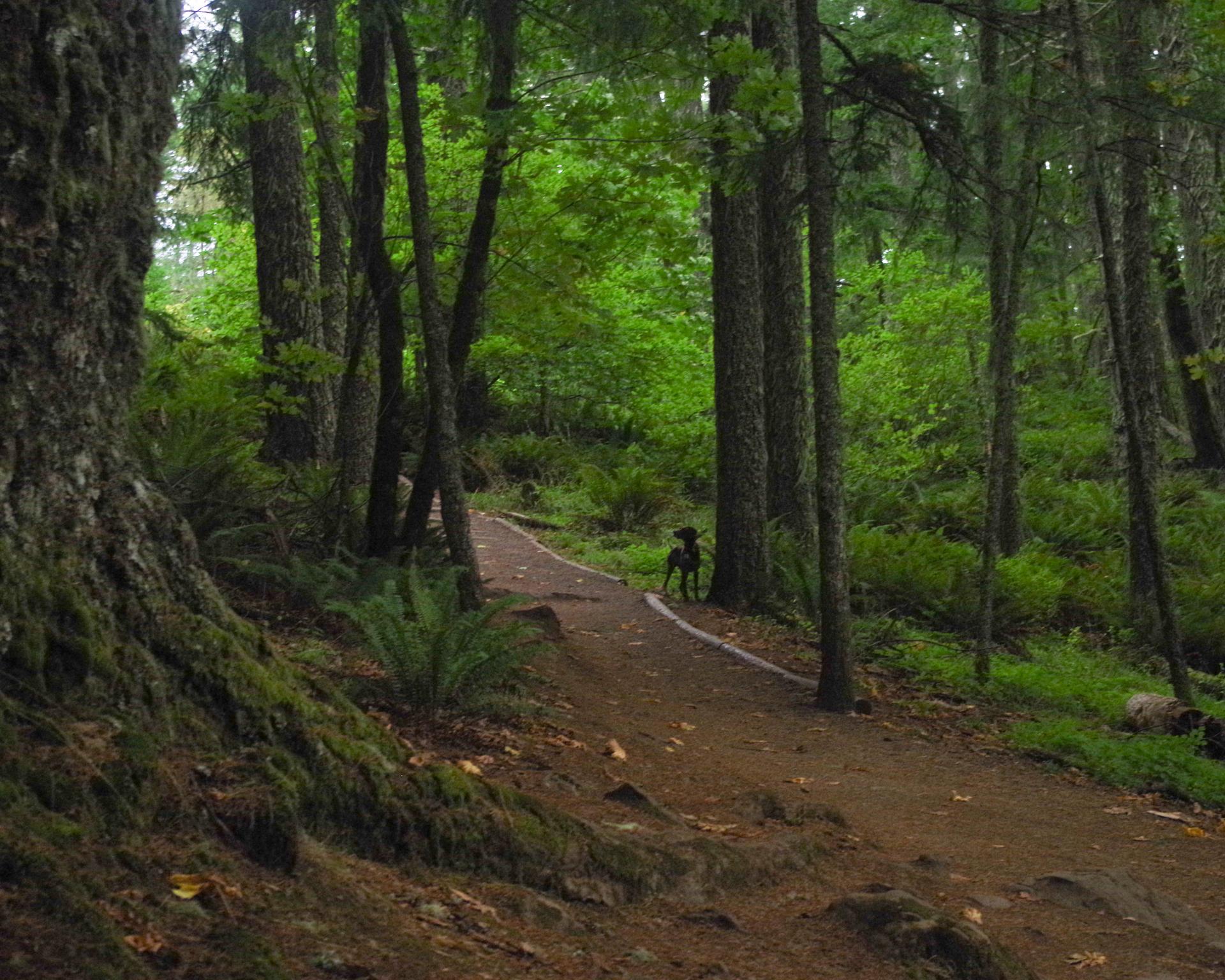 A dark dog stands on a winding dirt path through a lush, green, mossy forest.