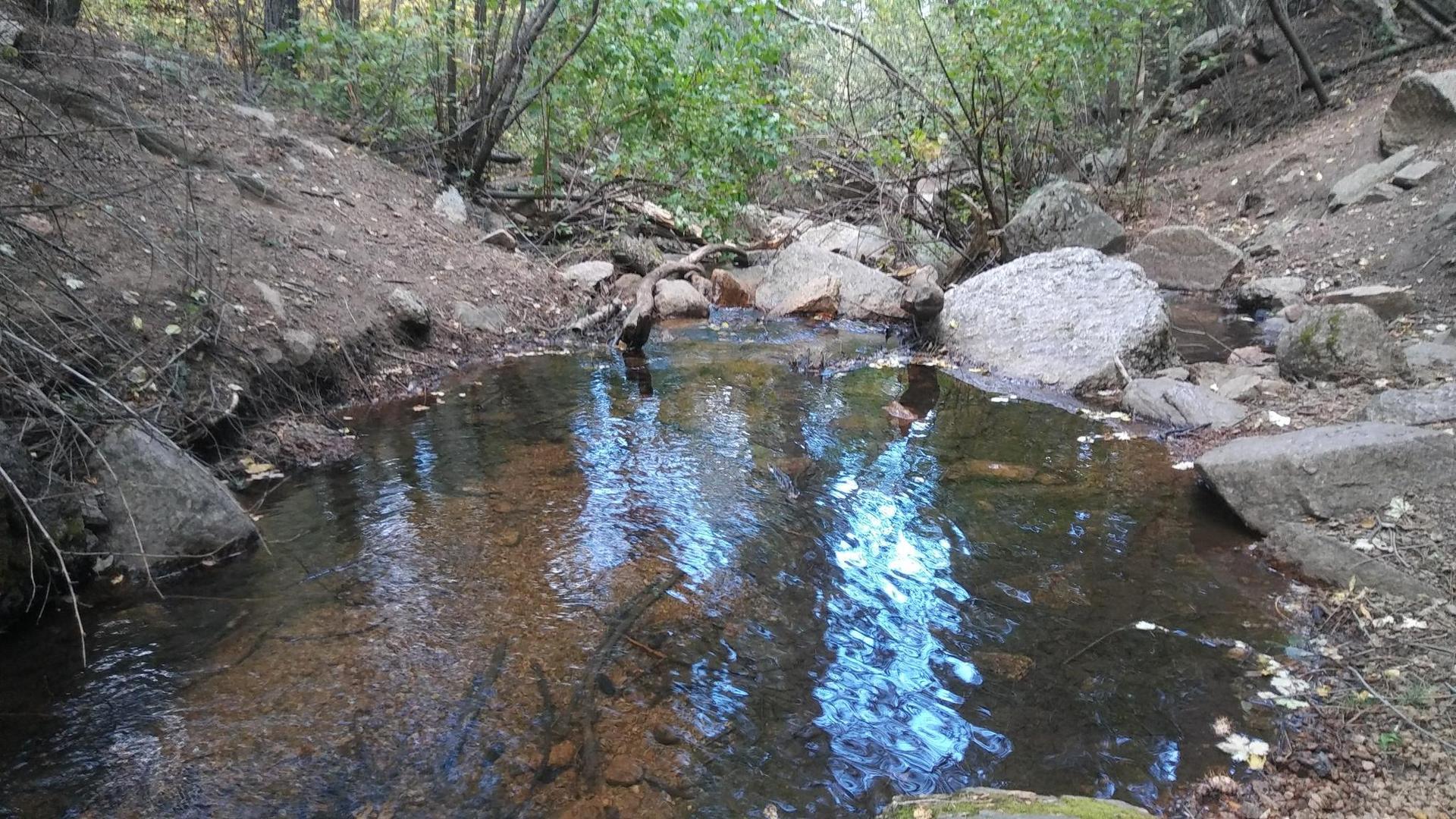 A clear forest stream flows over rocks, reflecting the bright sky.