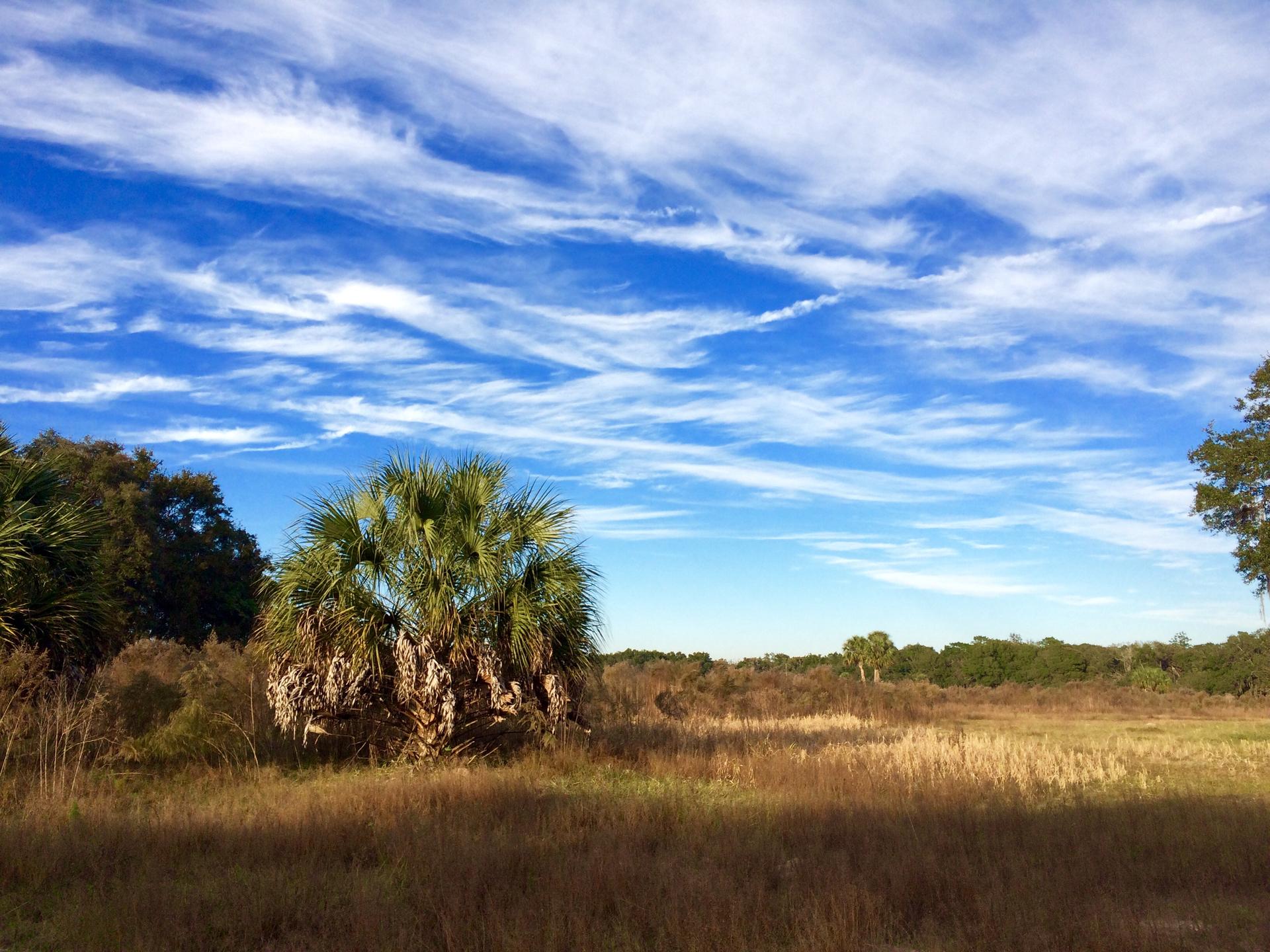 A large palm tree in a sunlit field with a vibrant blue sky.