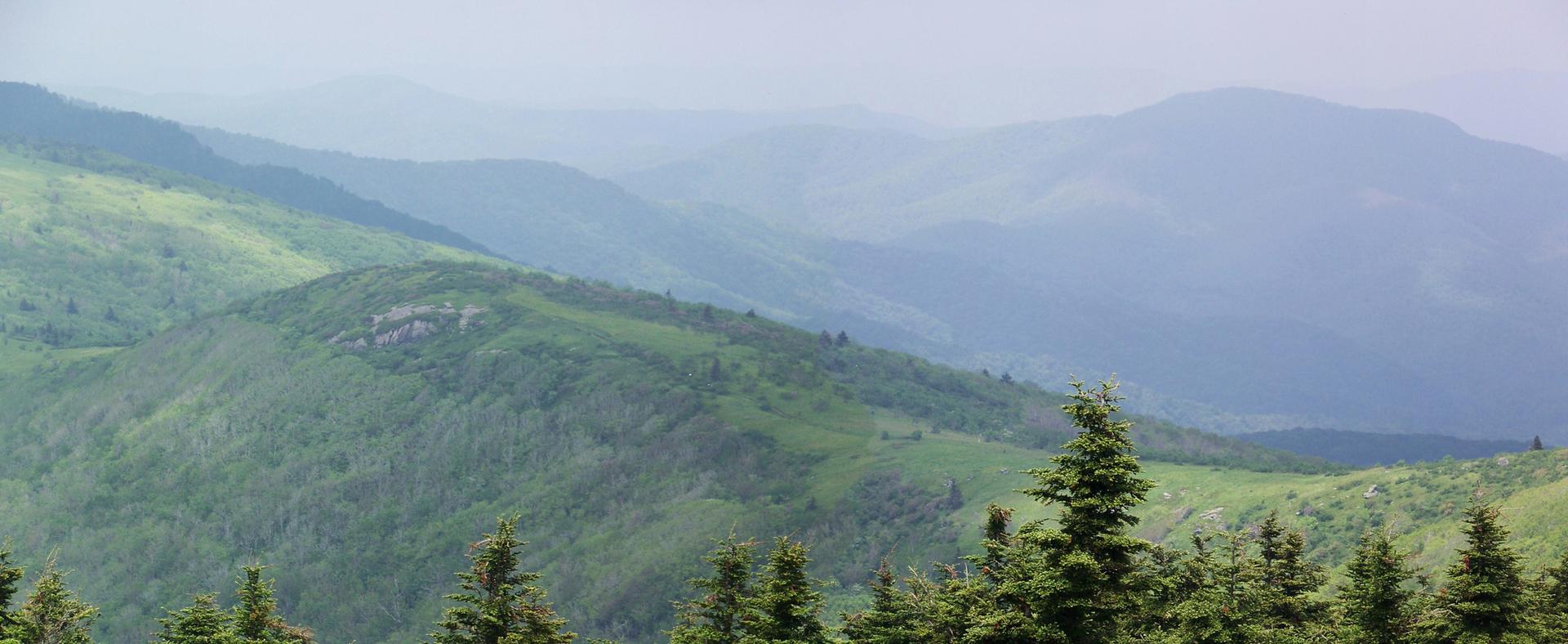 Hazy green mountain range with evergreen trees in the foreground.