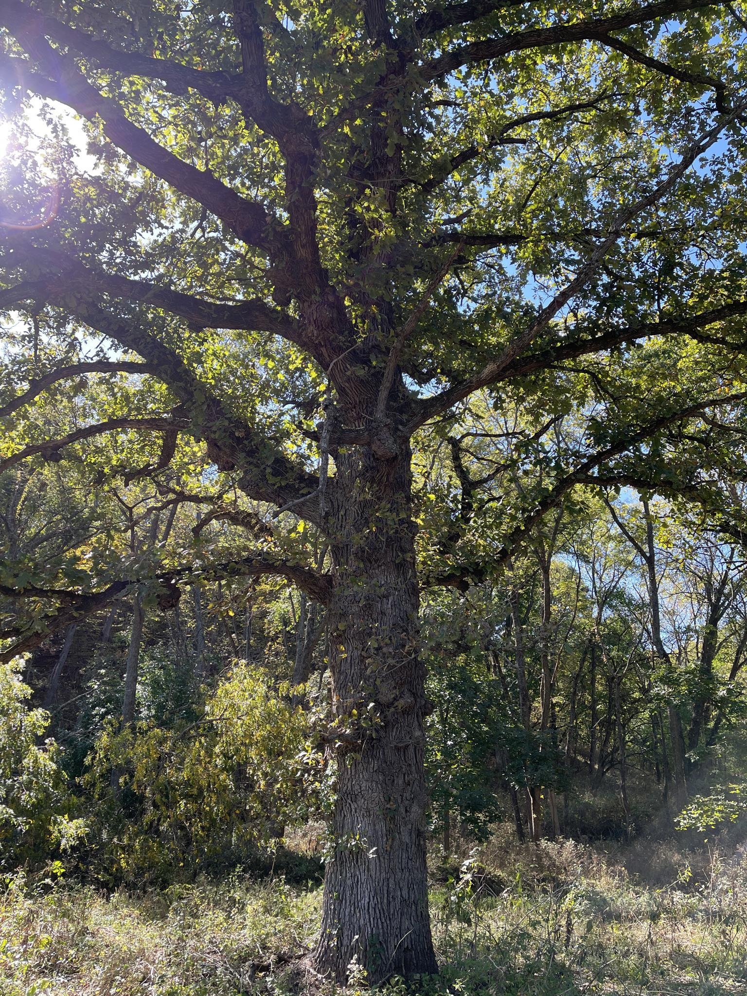 Large old tree with green leaves, sun flares through branches in a forest.