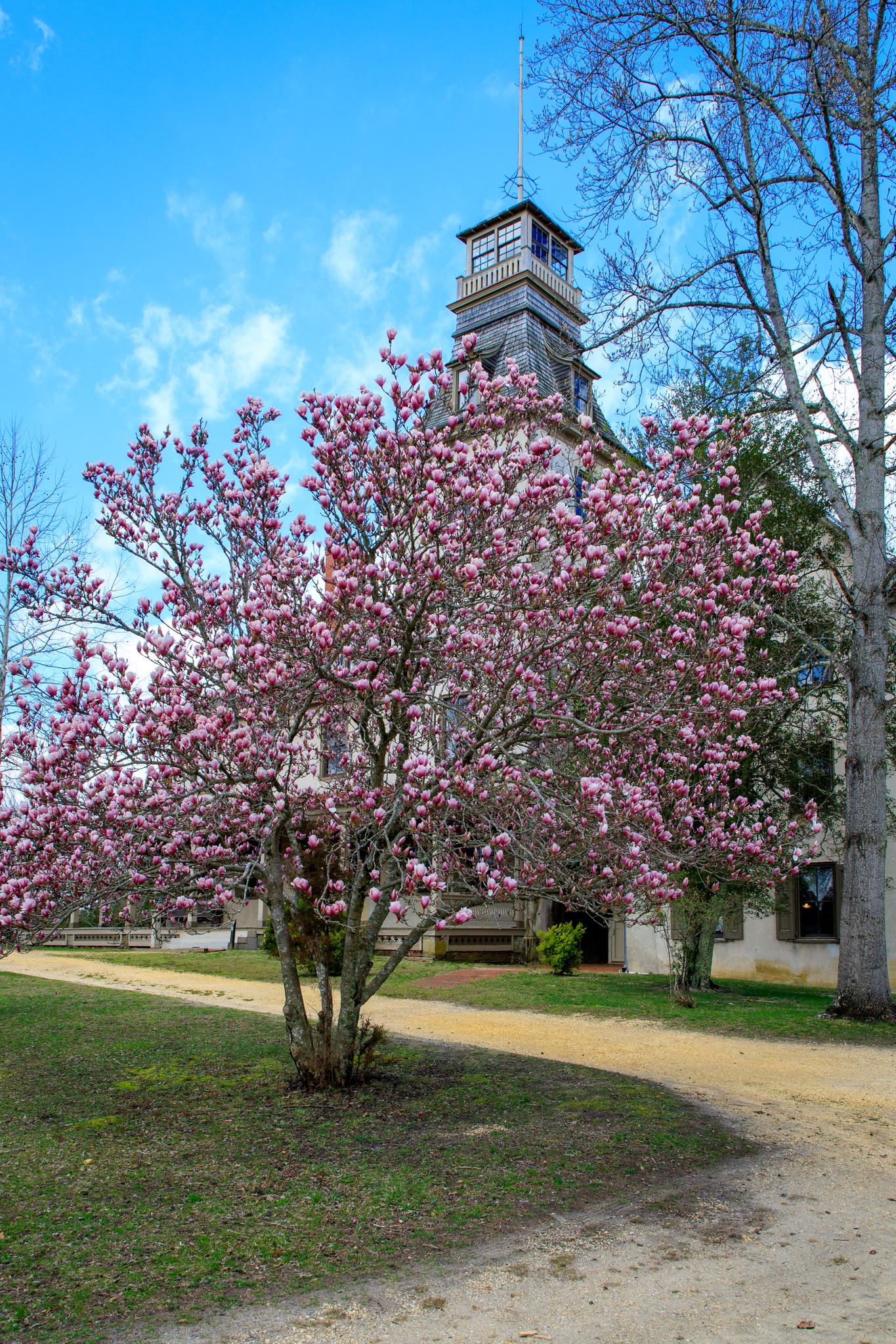 Bright sunny day with a pink flowering tree in front of an old building.
