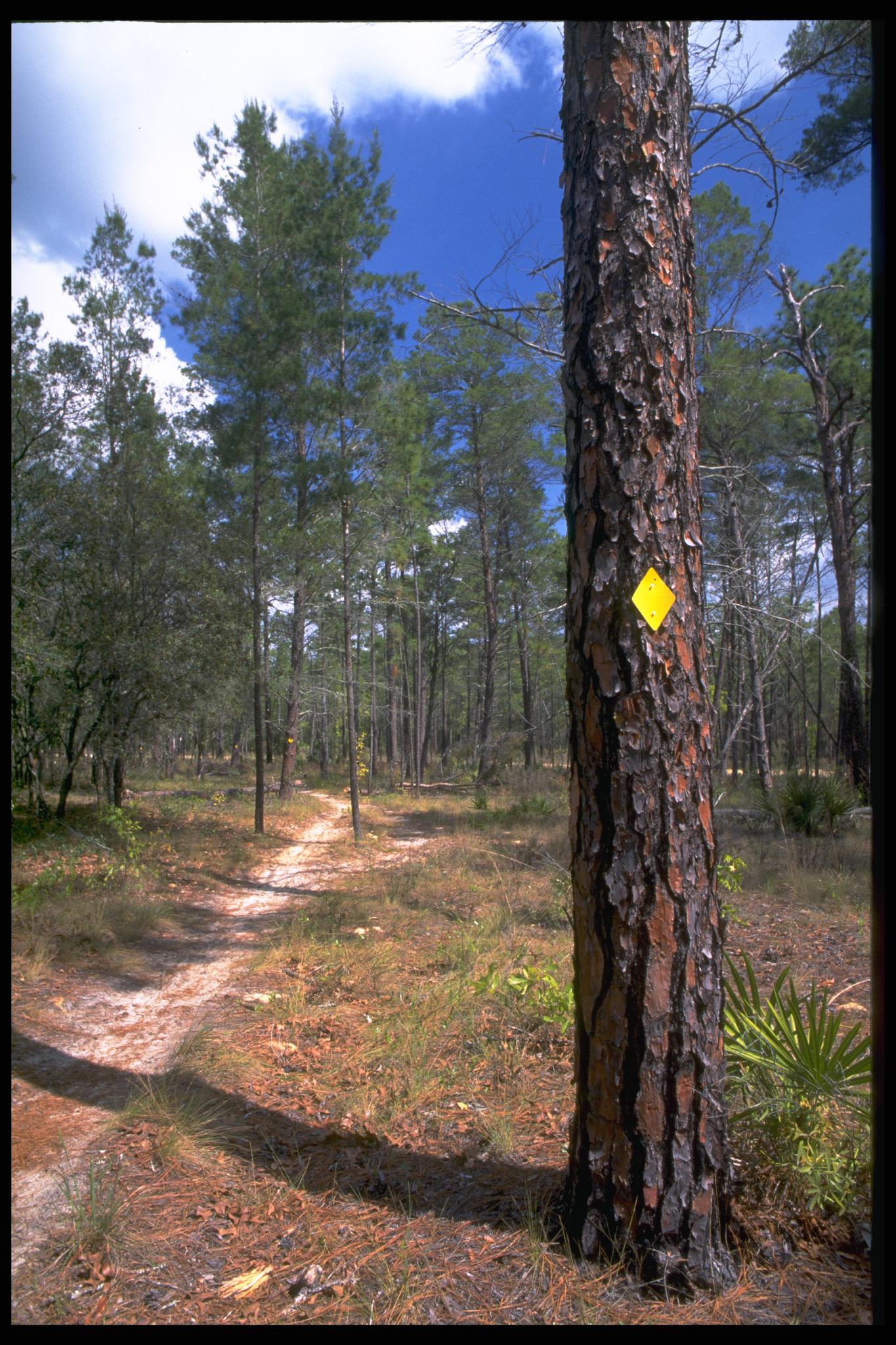 A tall pine tree with a yellow trail marker next to a dirt path.