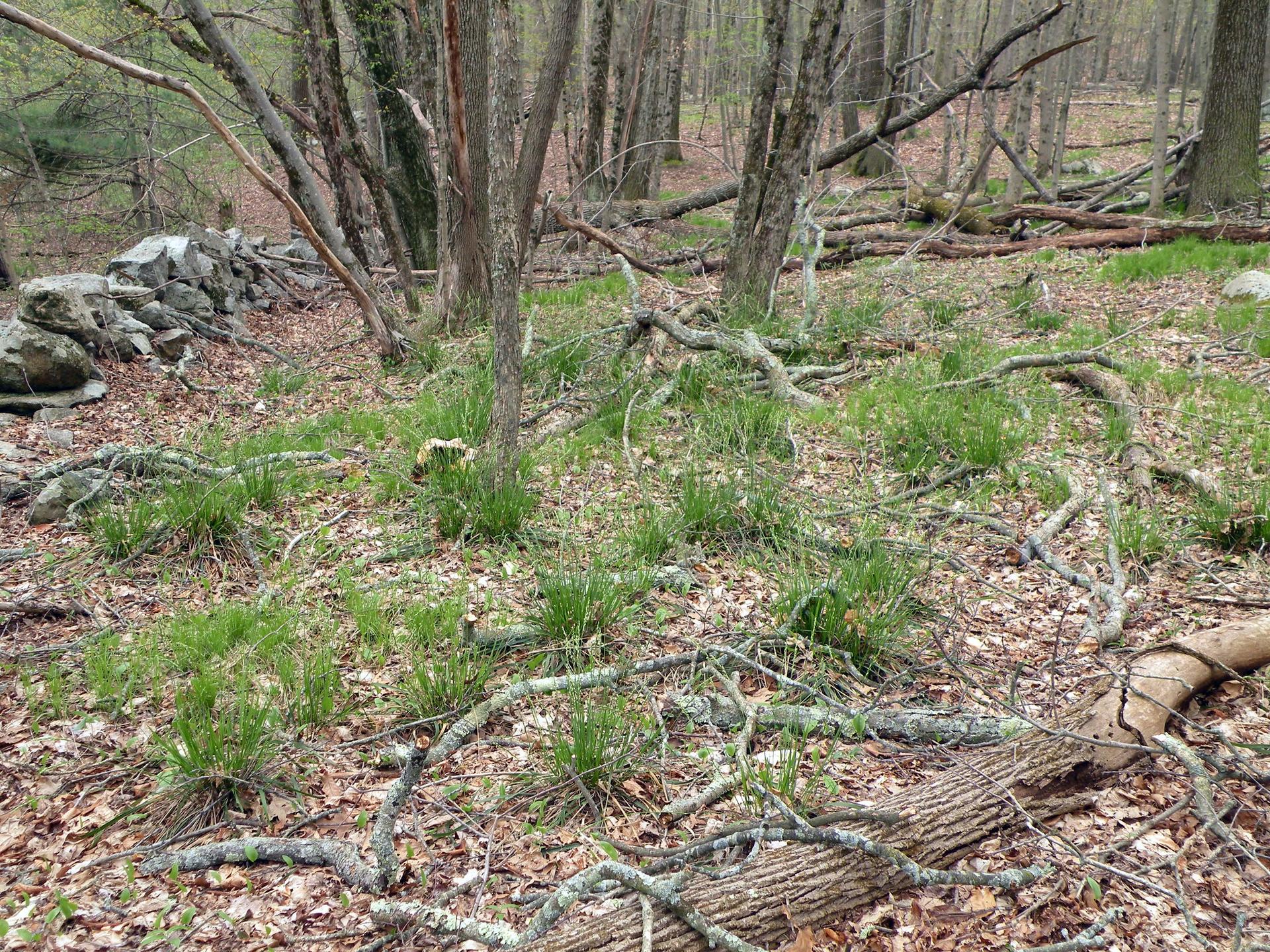 Forest floor with fallen branches, green grass clumps, and a stone wall.