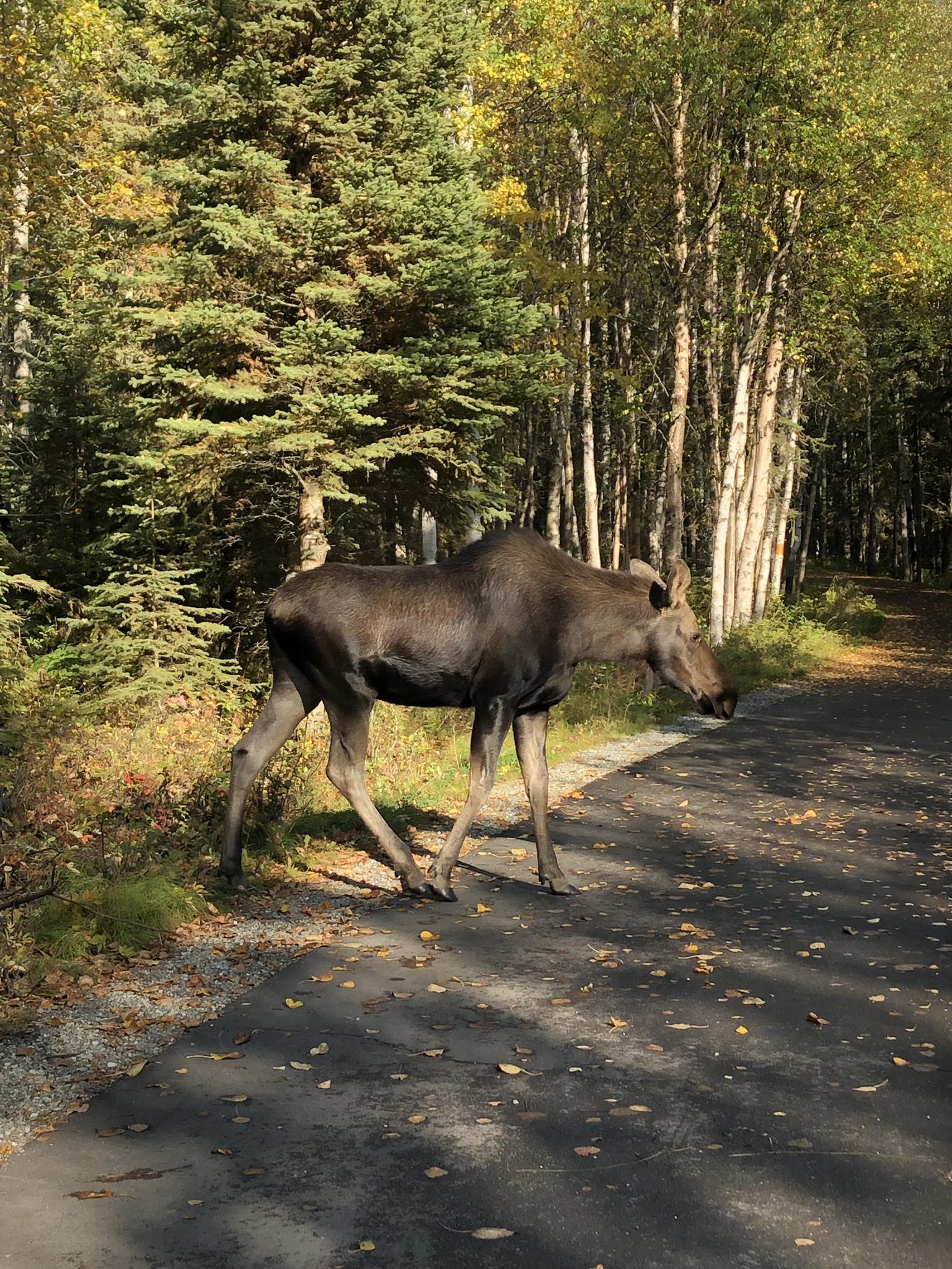 A large moose walks on a sun-dappled paved path through a forest.