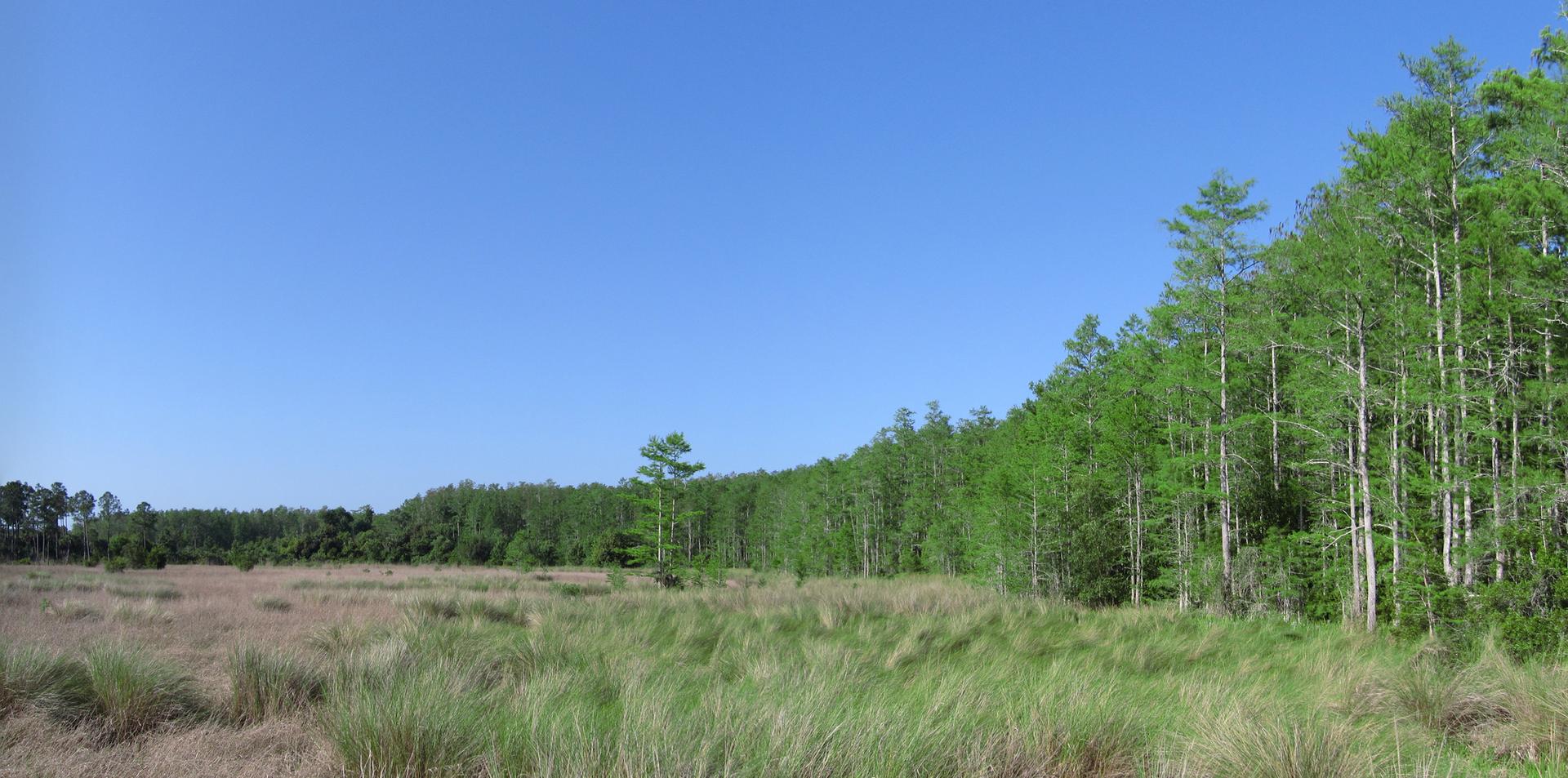 A wide grassy field borders a dense forest under a clear blue sky.