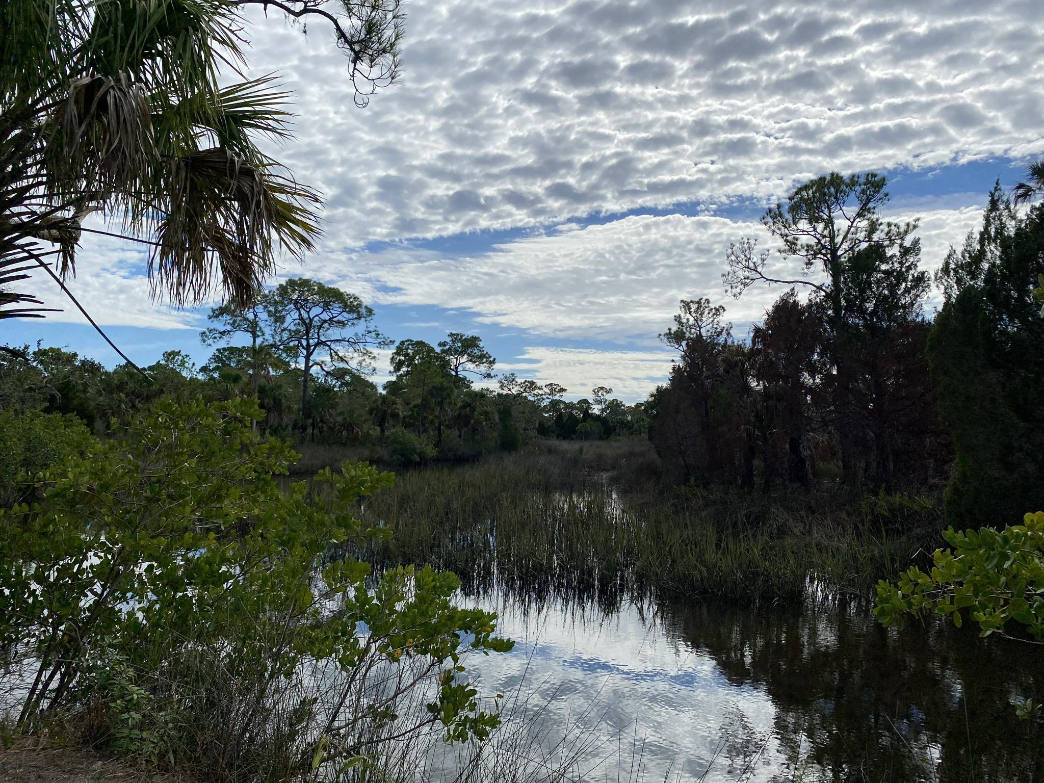Overcast sky above a winding marshy waterway with dense trees.