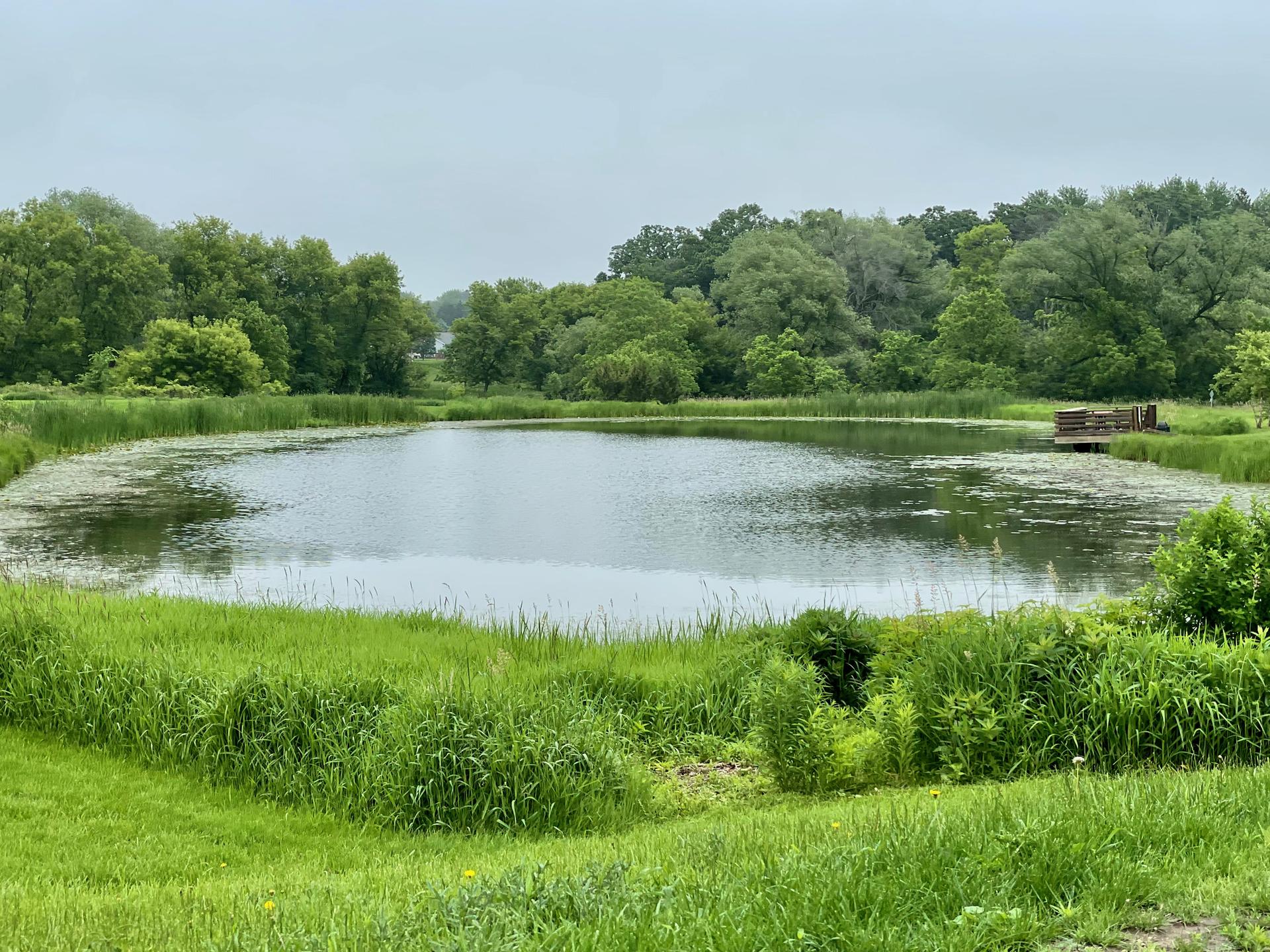 A calm pond with green banks, lily pads, and distant trees under an overcast sky.